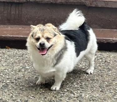 Enlarge Beanie, a Adoptable mixed breed in Closter, NJ image 4/5