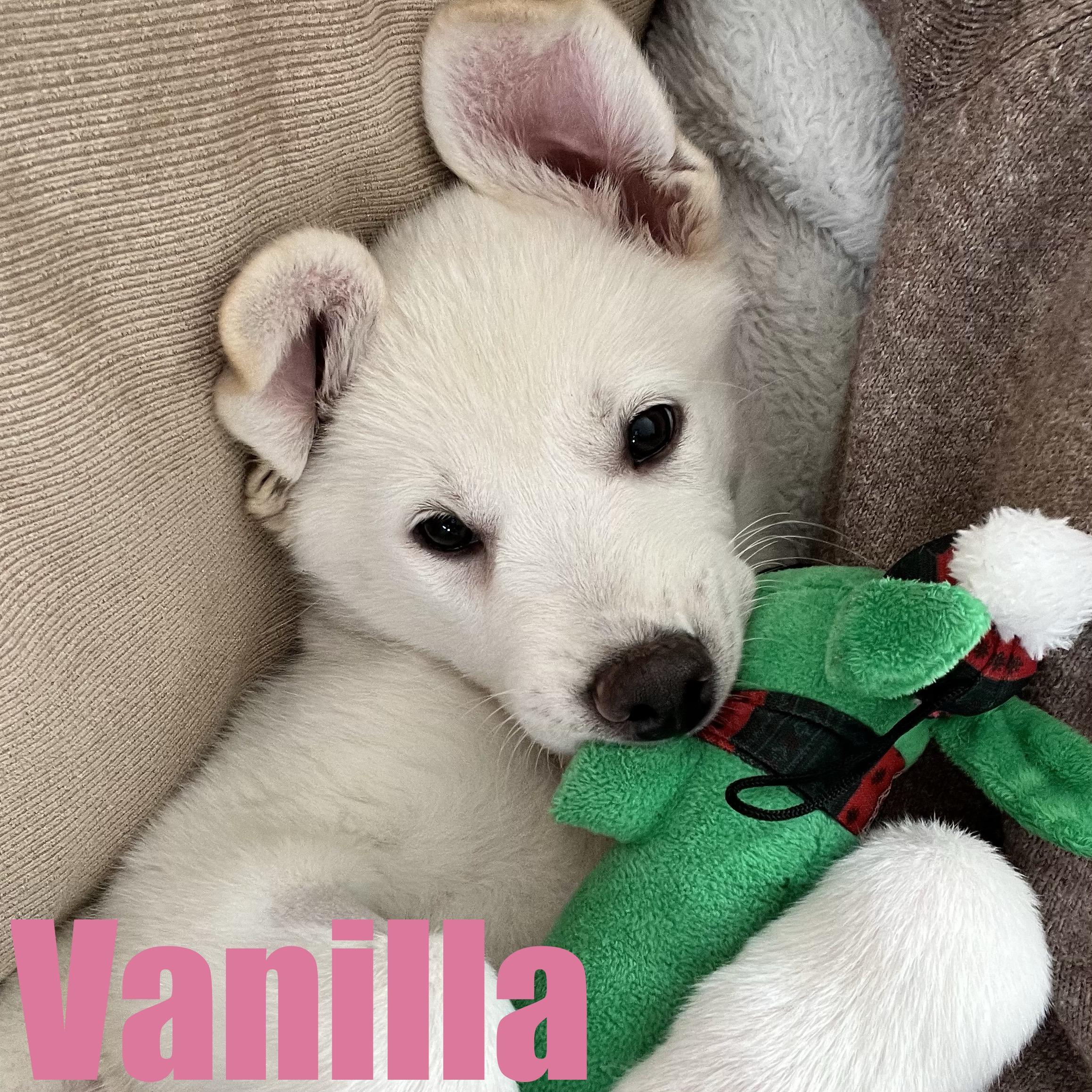Vanilla, adopted, Puppy Female Shepherd & Mixed Breed.