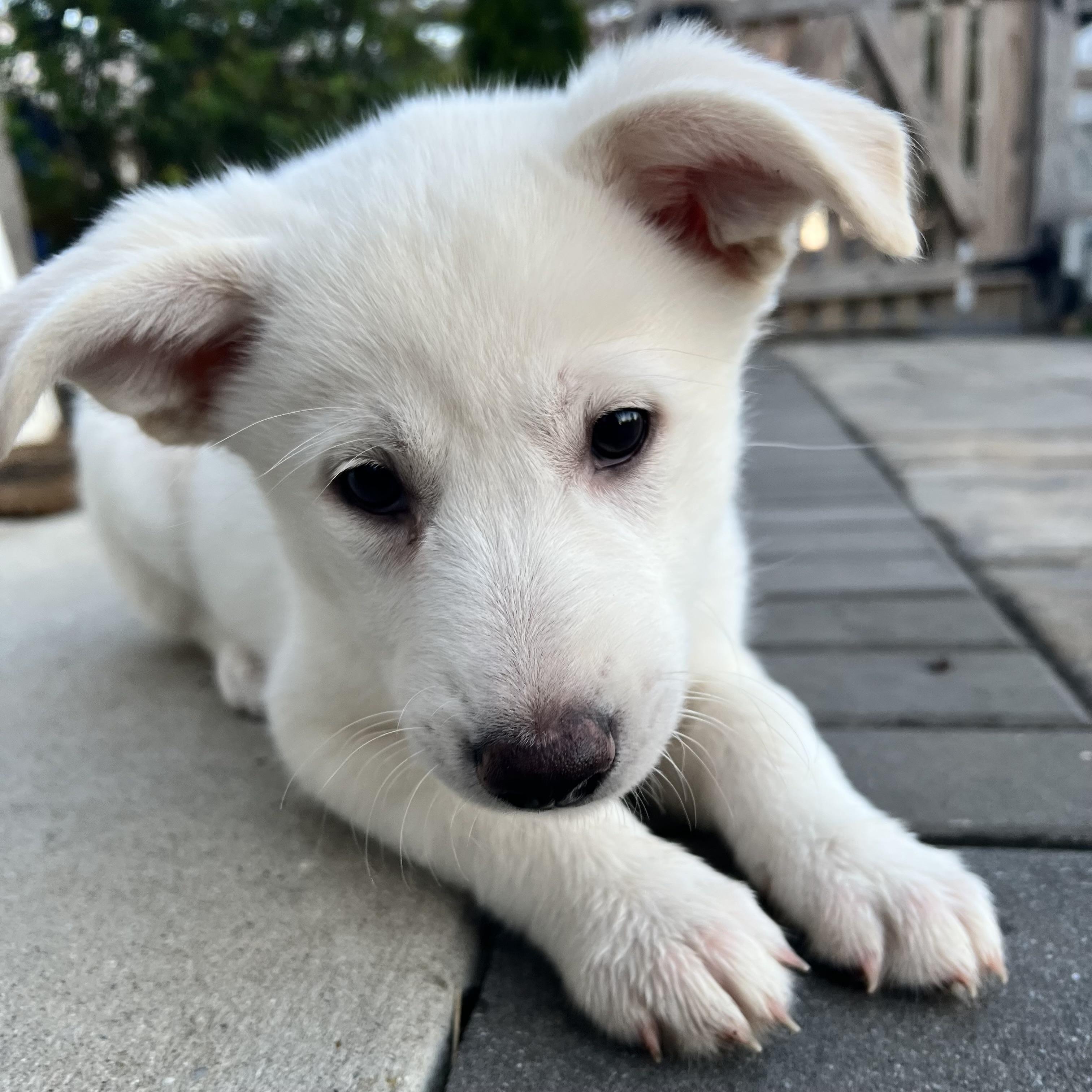 Enlarge Vanilla, an adopted mixed breed in Ellicott City, MD image 5/6