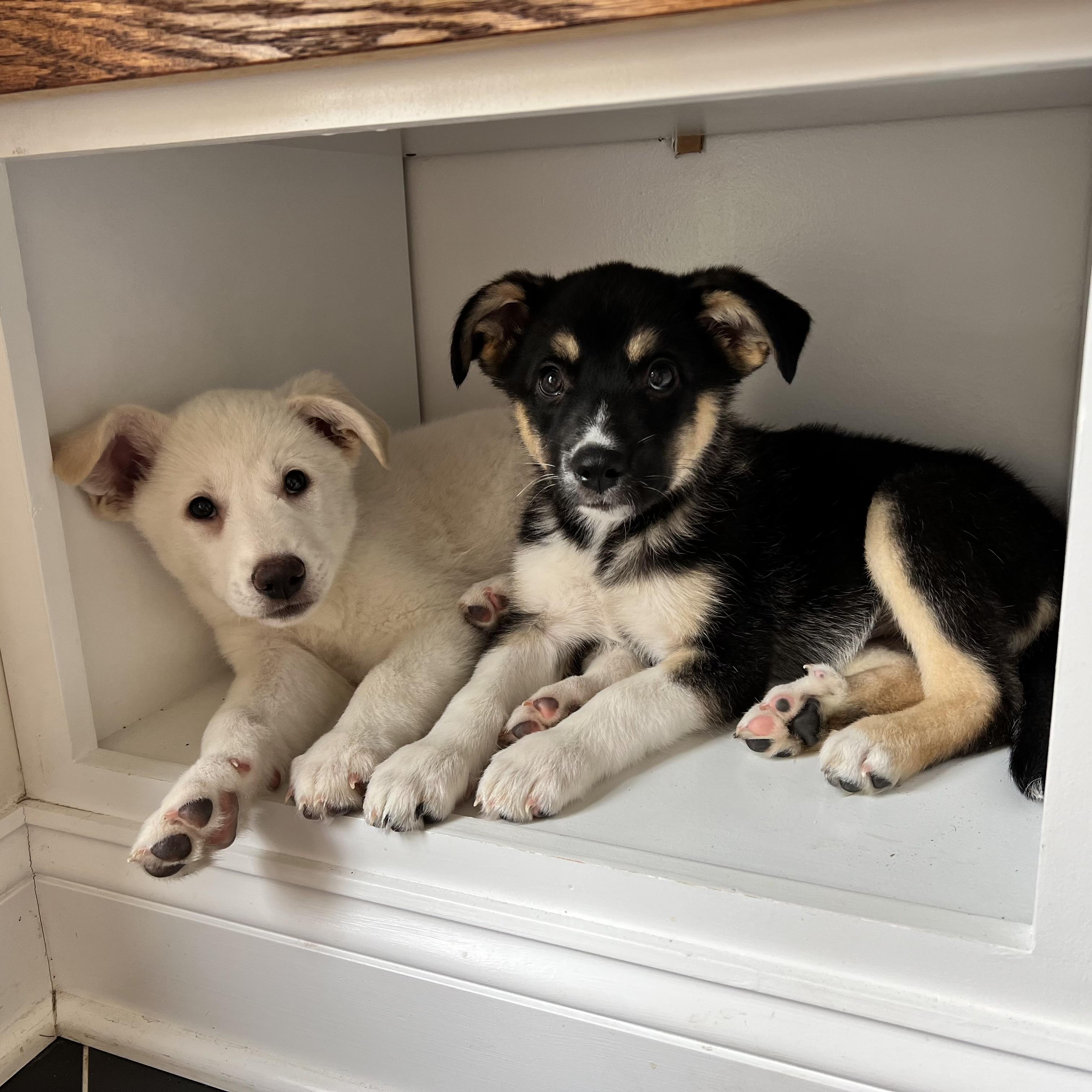 Enlarge Vanilla, an adopted mixed breed in Ellicott City, MD image 6/6