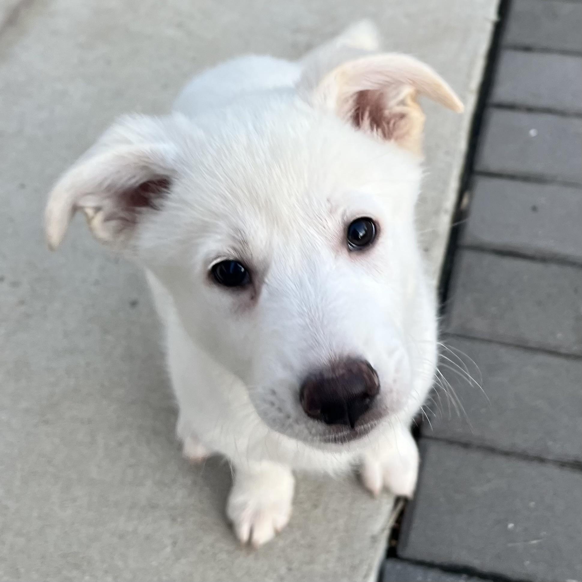 Enlarge Vanilla, an adopted mixed breed in Ellicott City, MD image 4/6
