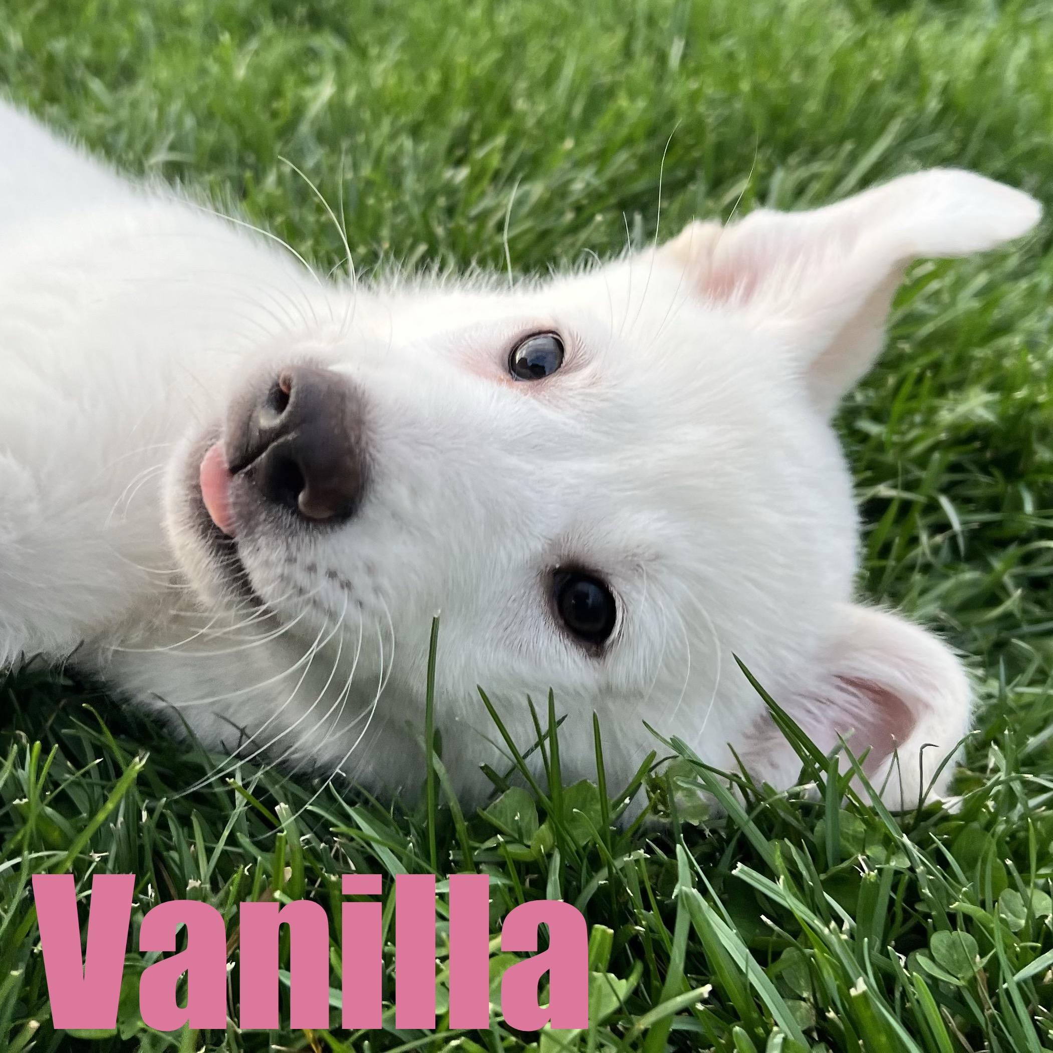 Enlarge Vanilla, an adopted mixed breed in Ellicott City, MD image 2/6