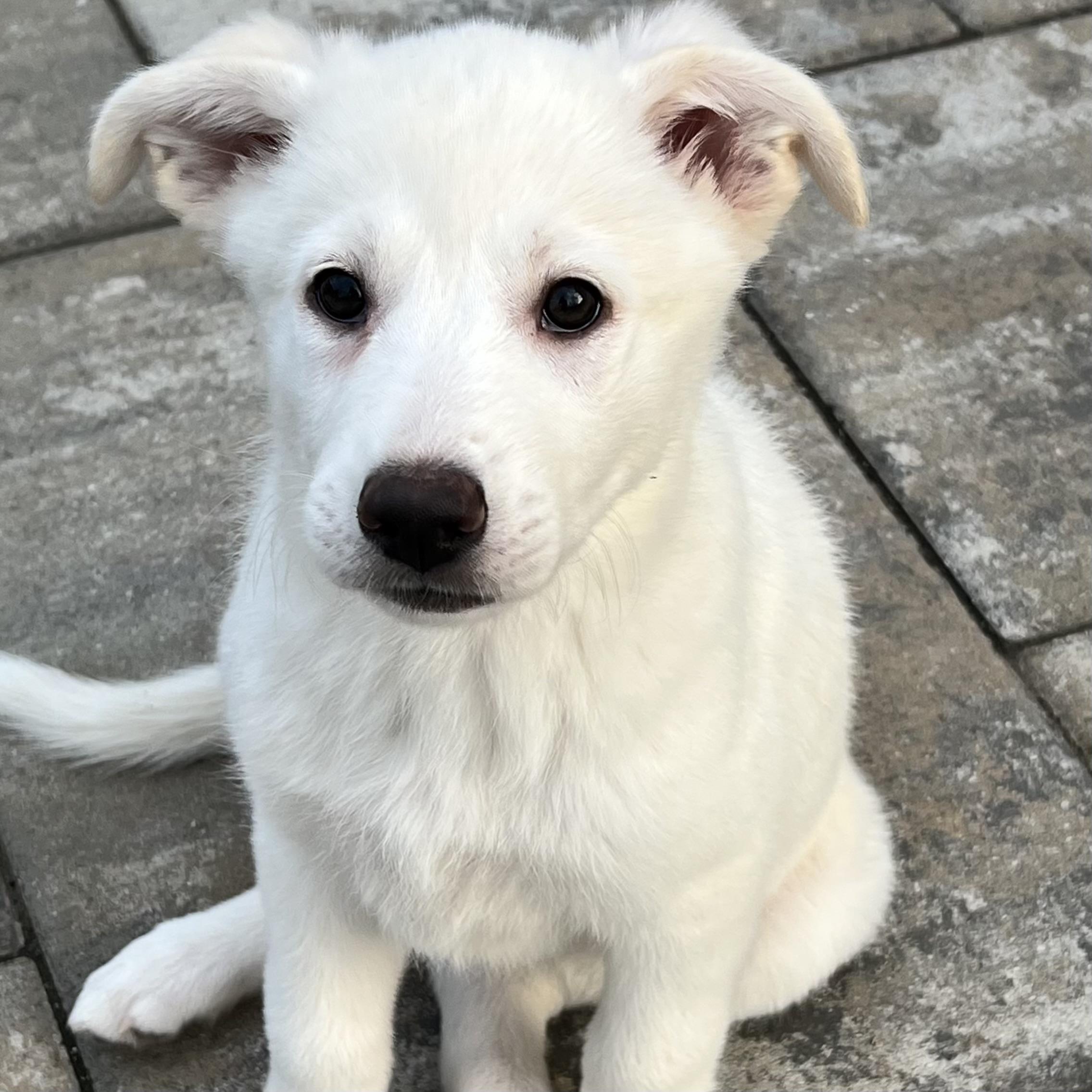 Enlarge Vanilla, an adopted mixed breed in Ellicott City, MD image 3/6