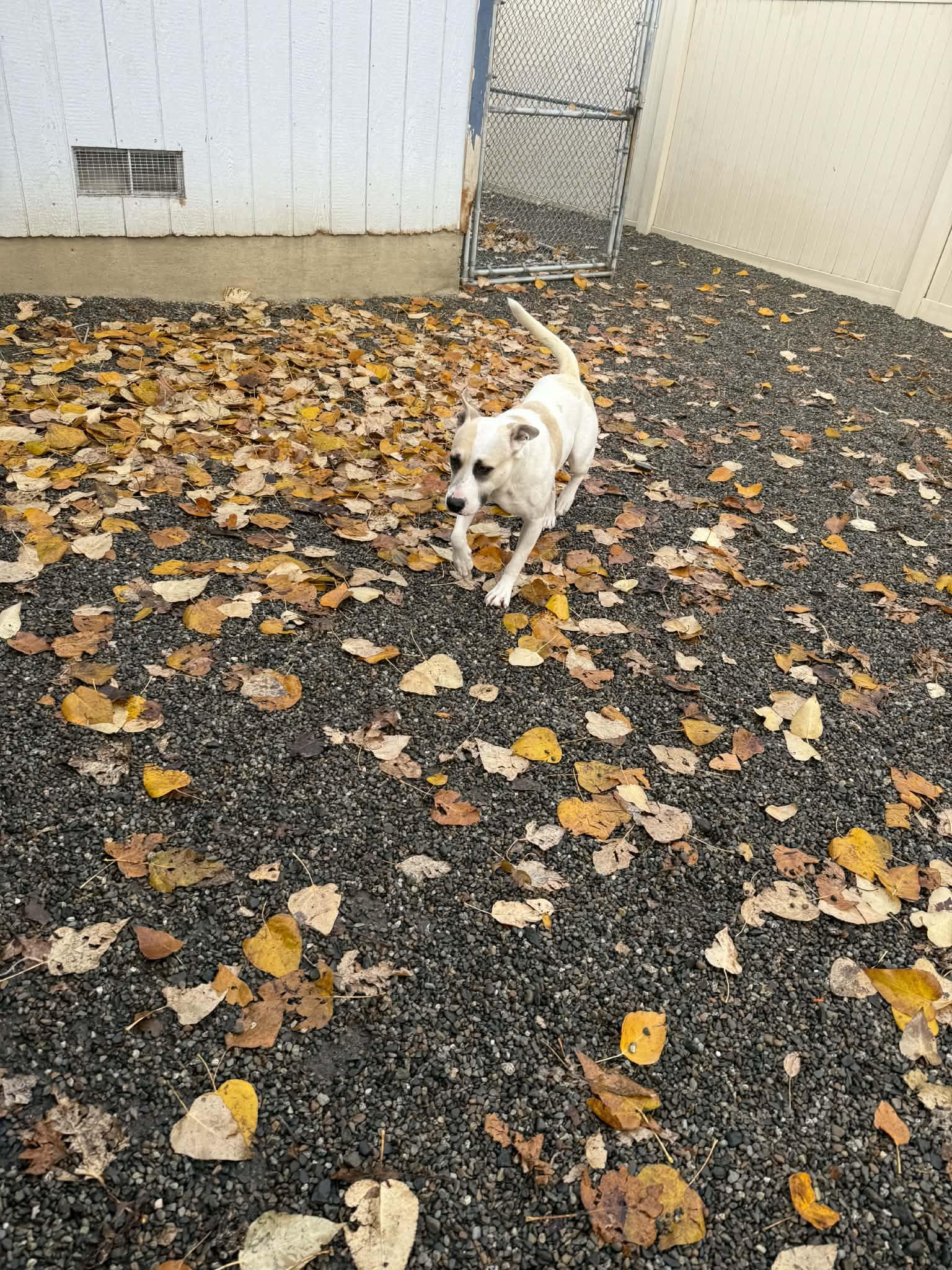 Darla, a Adoptable mixed breed in St. Maries, ID image 2/5