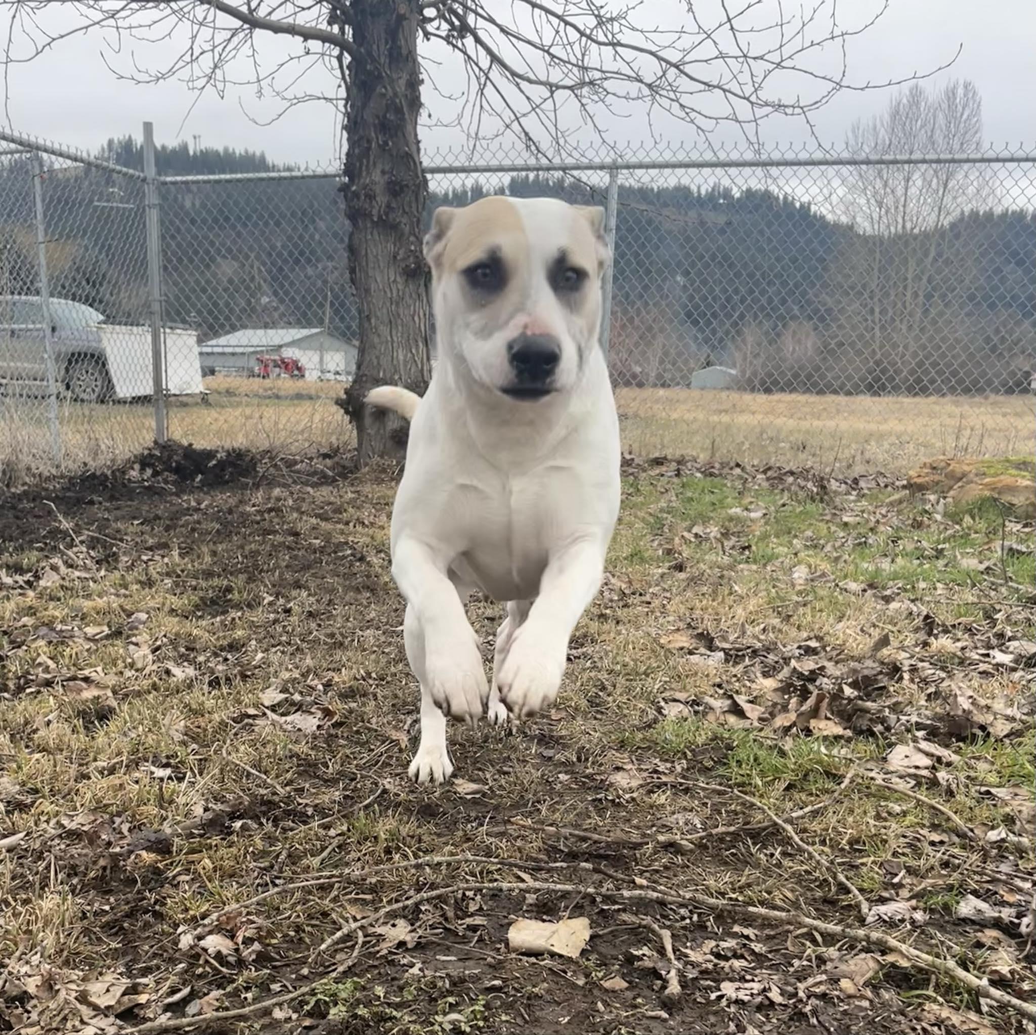 Enlarge Darla, a Adoptable mixed breed in St. Maries, ID image 2/6