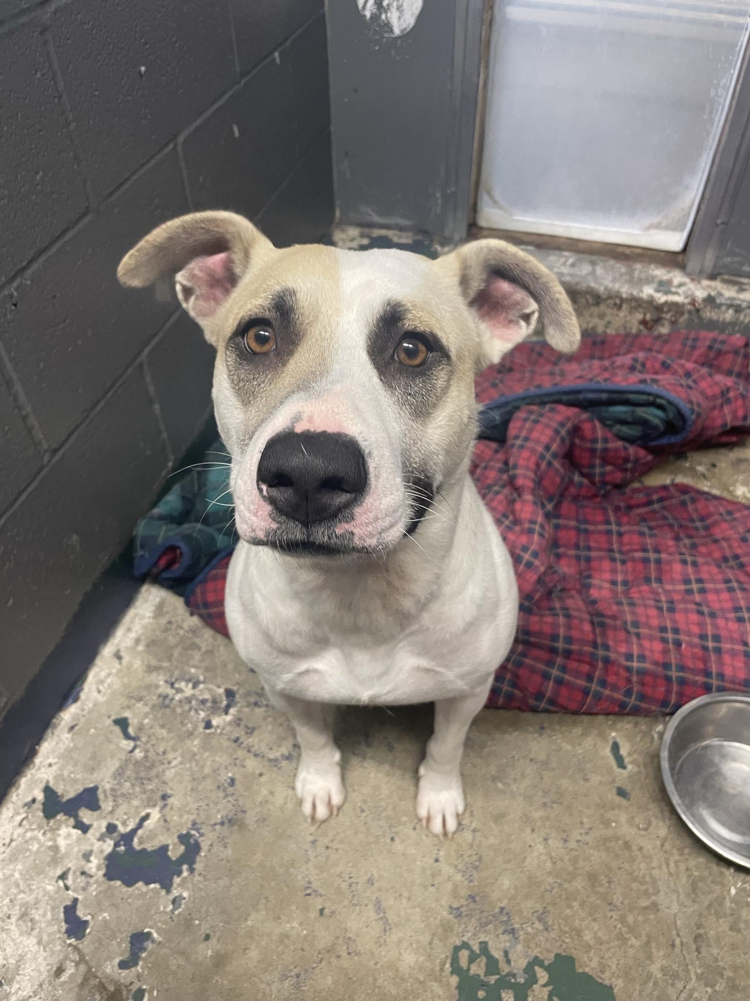 Darla, a Adoptable mixed breed in St. Maries, ID image 3/5