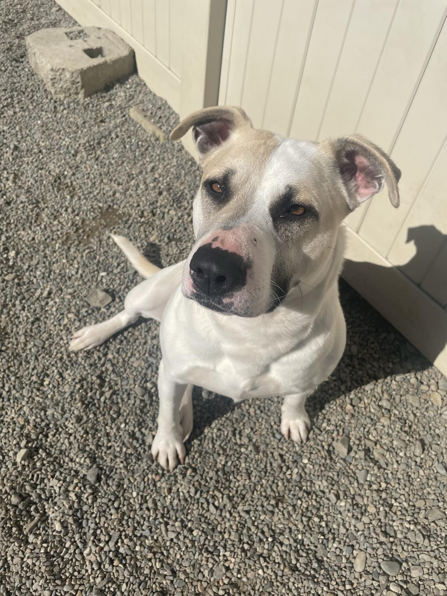 Enlarge Darla, a Adoptable mixed breed in St. Maries, ID image 3/6