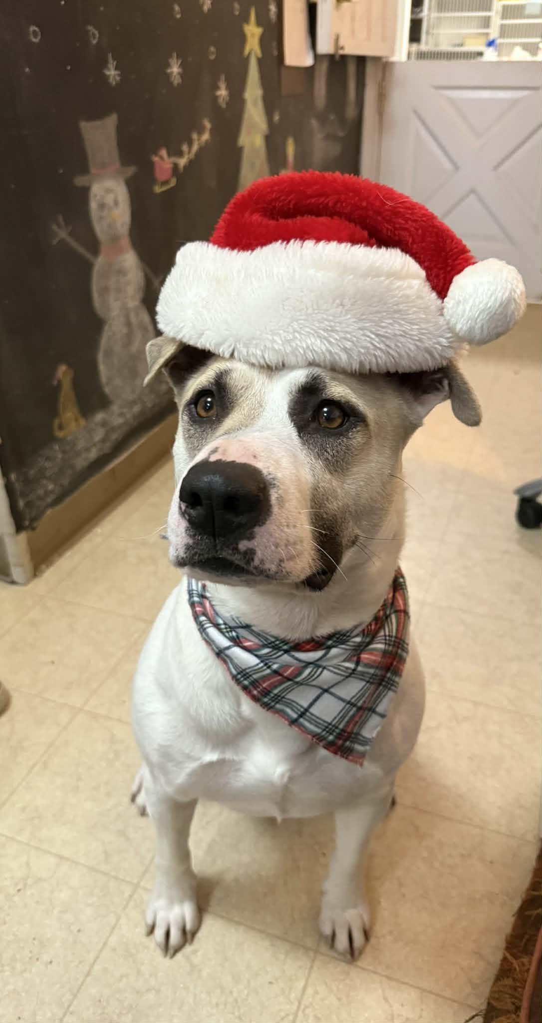 Enlarge Darla, a Adoptable mixed breed in St. Maries, ID image 5/6