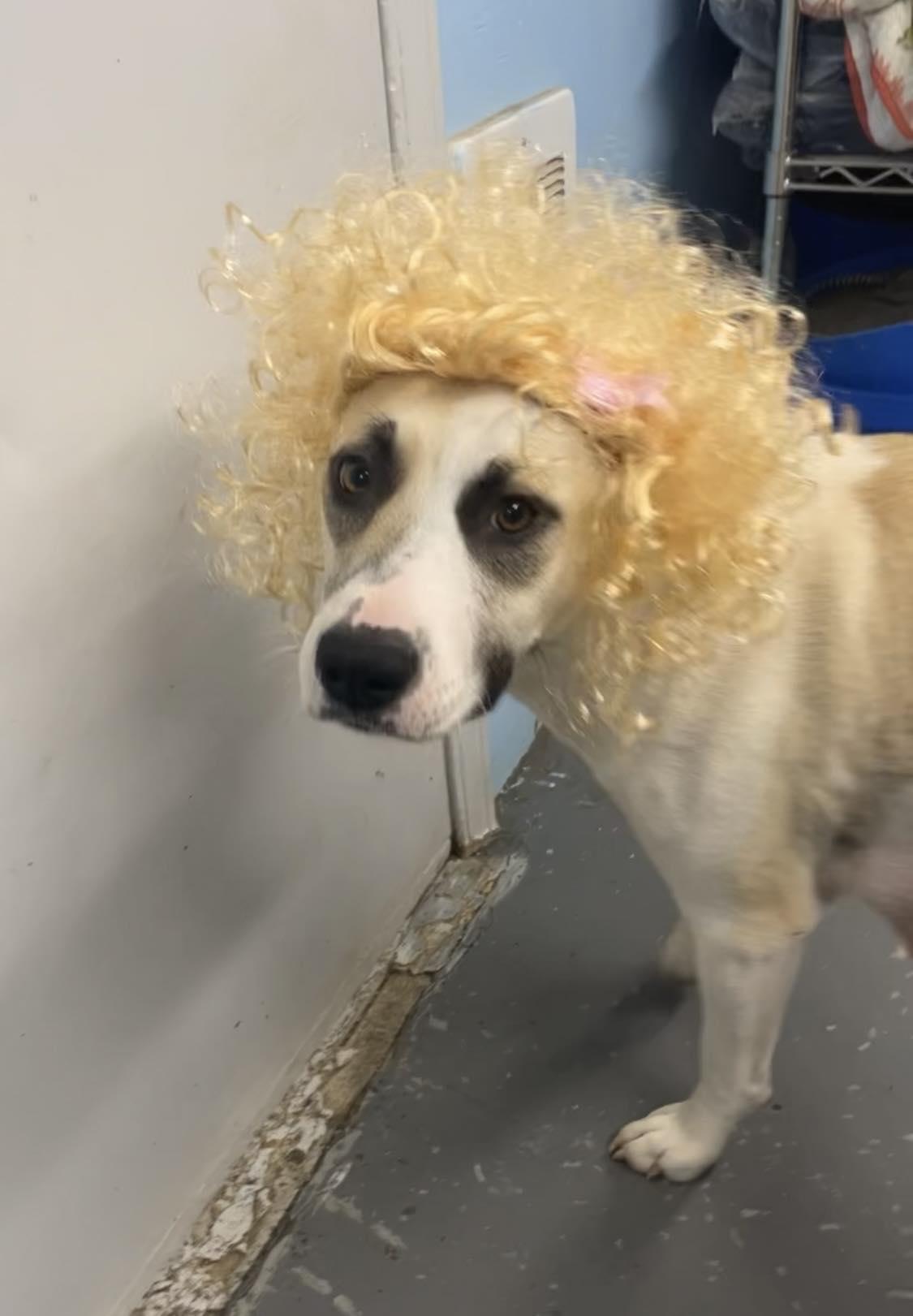 Darla, a Adoptable mixed breed in St. Maries, ID image 5/5