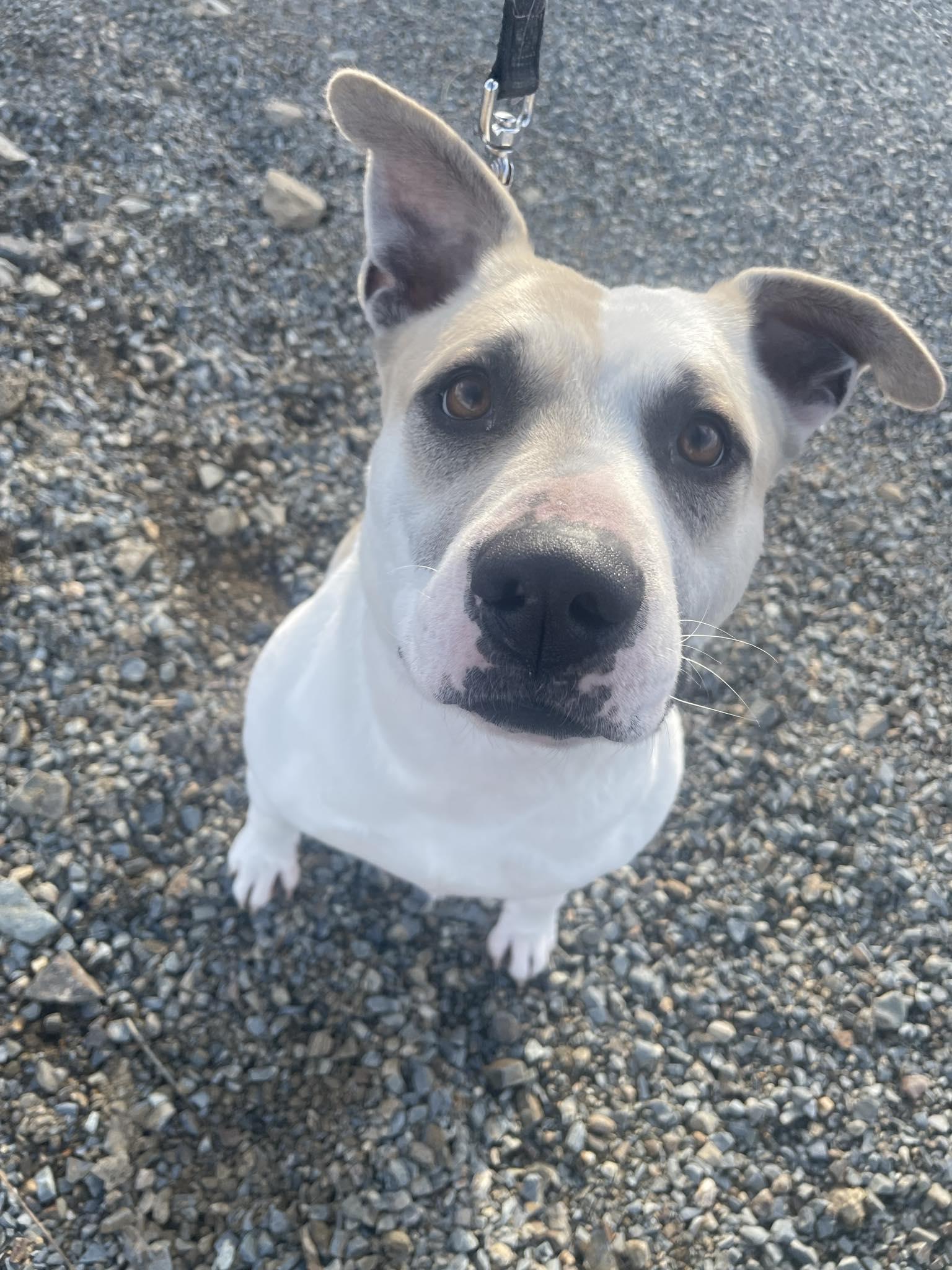 Darla, Adoptable, Adult Female Staffordshire Bull Terrier.