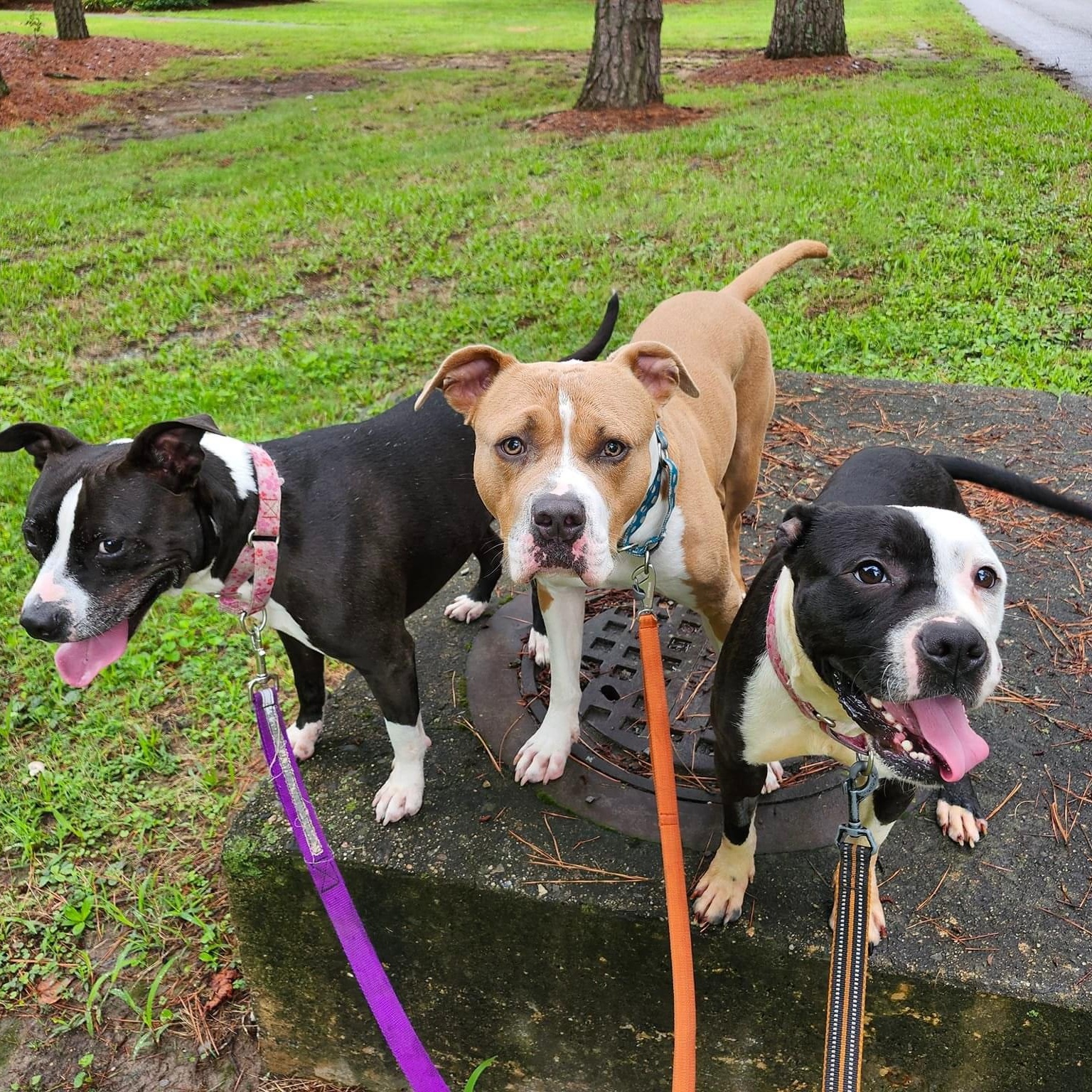 Beans (in foster), a Adoptable mixed breed in Petersburg, VA image 3/6