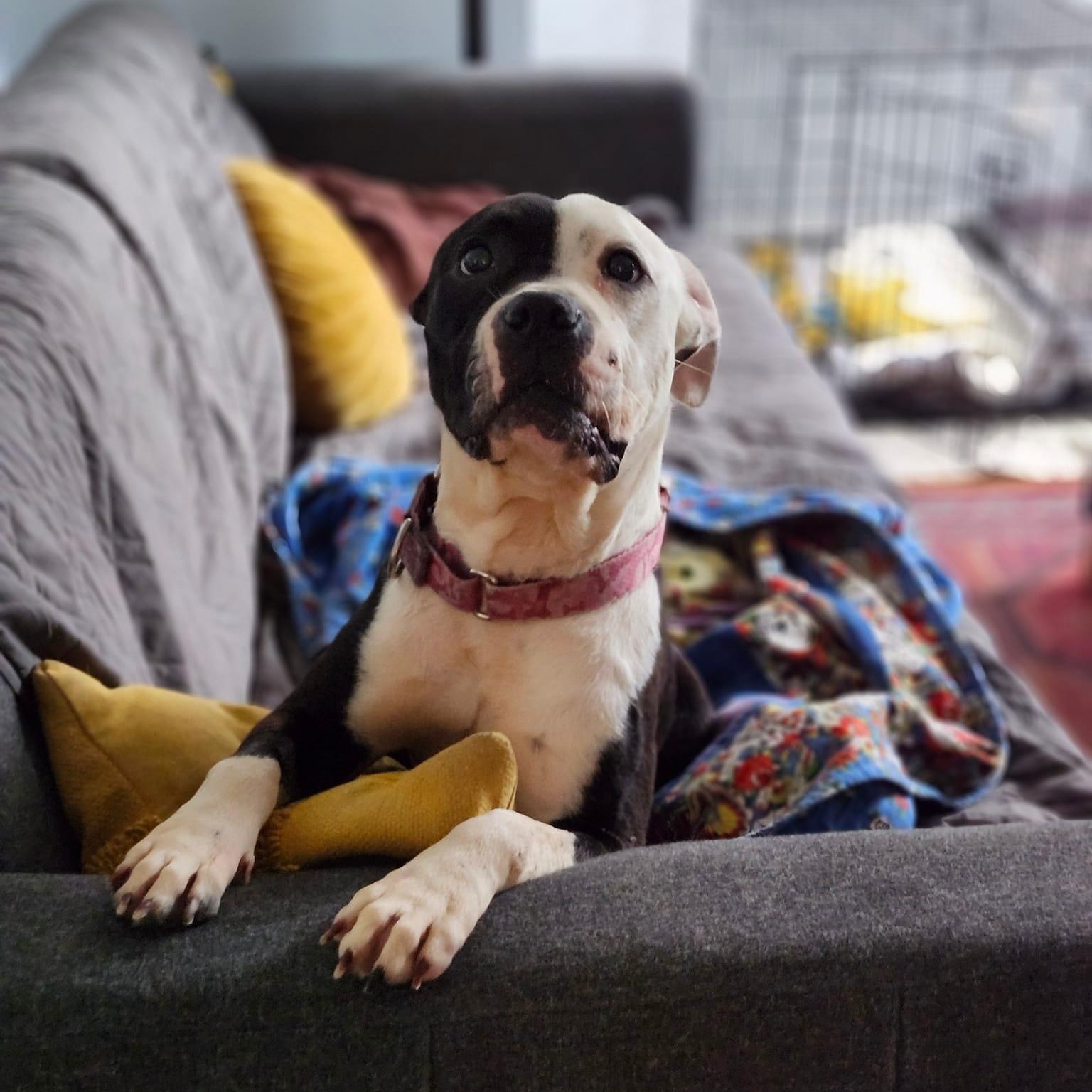 Beans (in foster), a Adoptable mixed breed in Petersburg, VA image 2/6