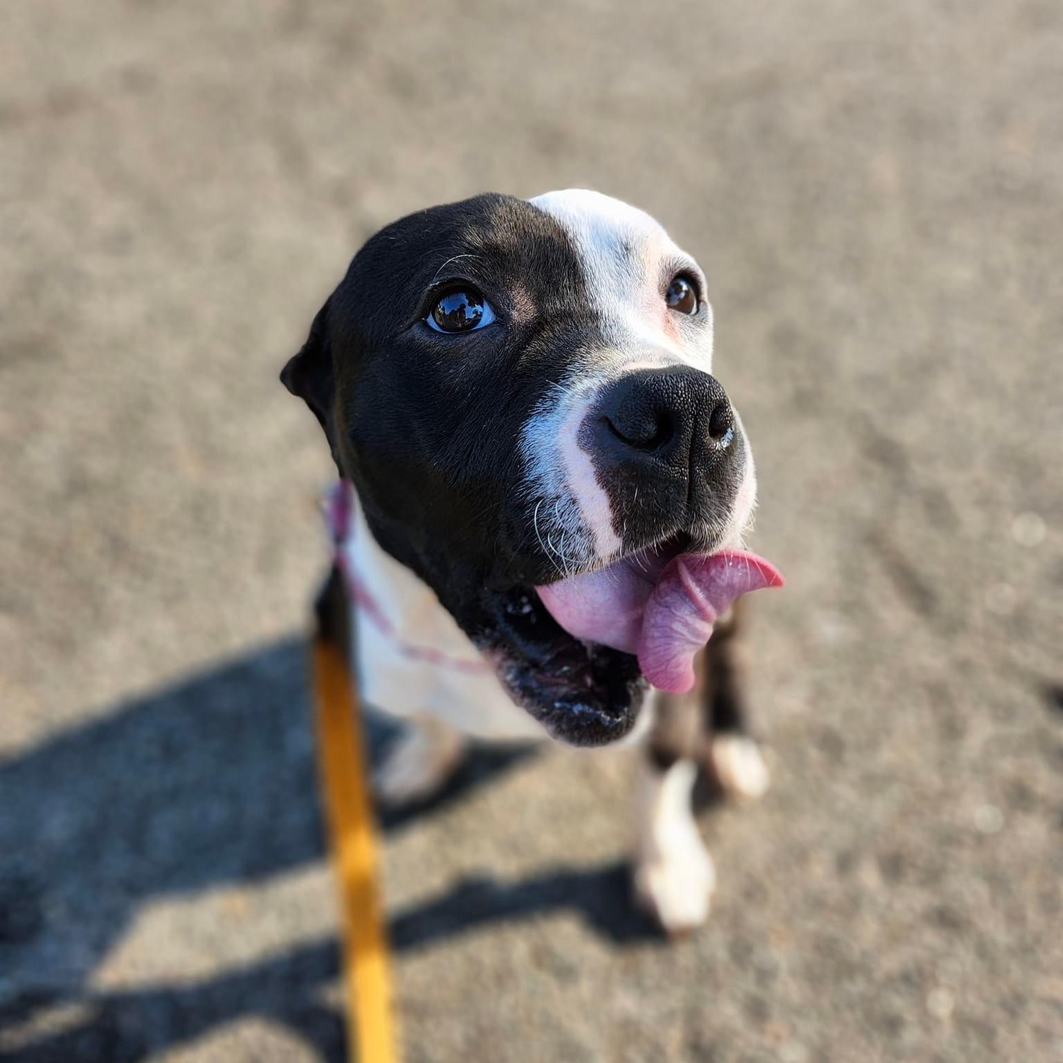 Beans (in foster), a Adoptable mixed breed in Petersburg, VA image 4/6