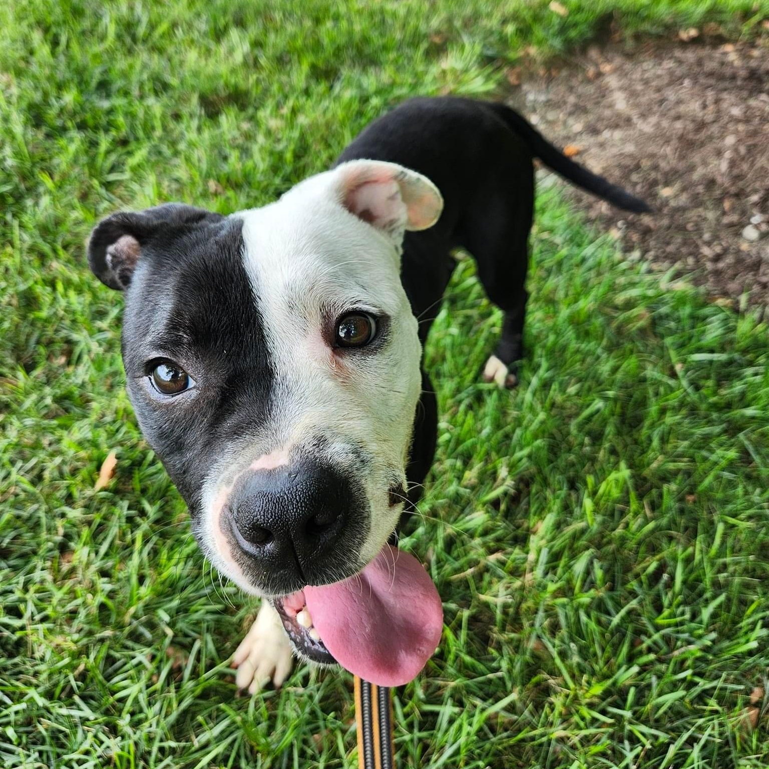 Beans (in foster), a Adoptable mixed breed in Petersburg, VA image 5/6