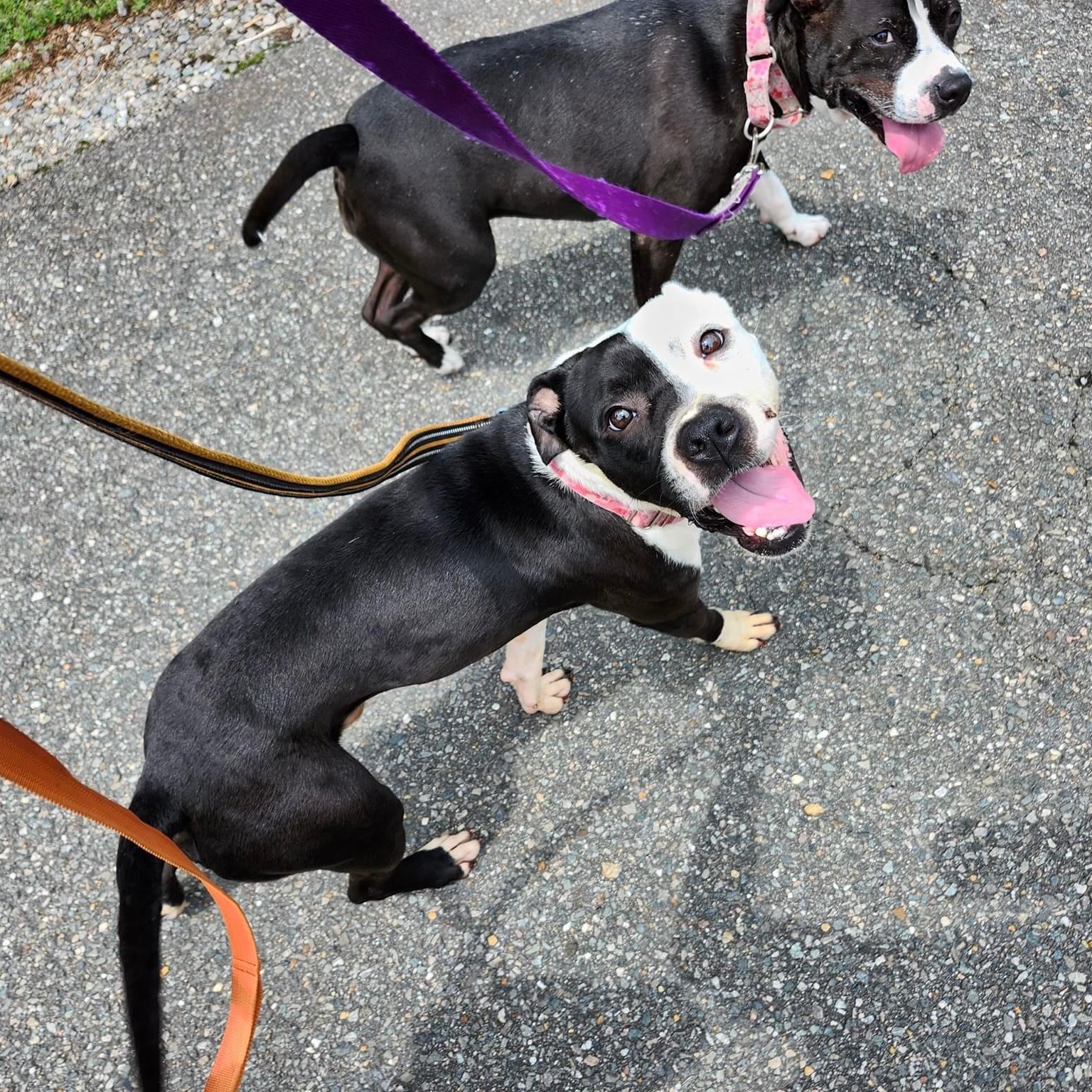 Beans (in foster), a Adoptable mixed breed in Petersburg, VA image 6/6