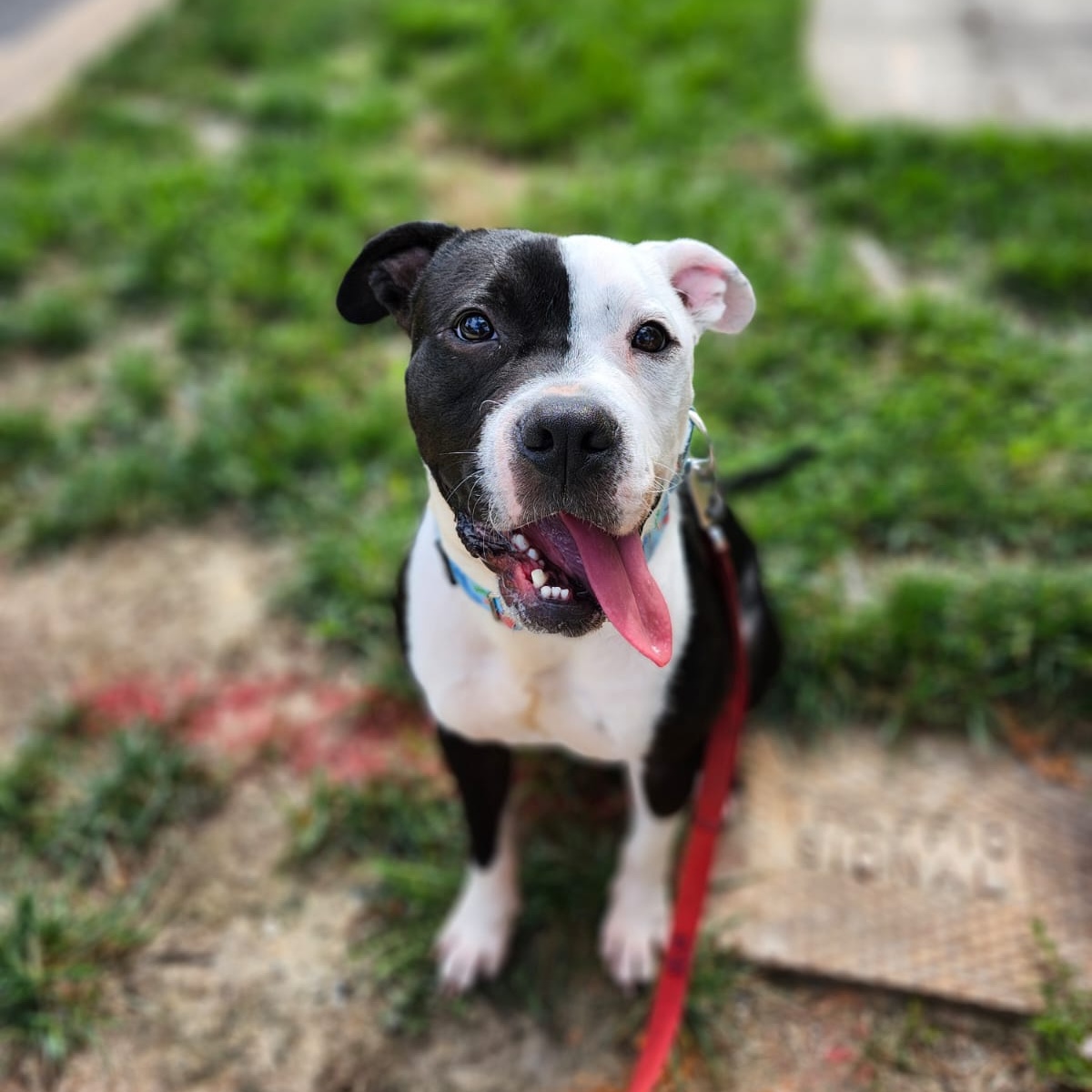 Beans (in foster), a Adoptable mixed breed in Petersburg, VA image 1/6