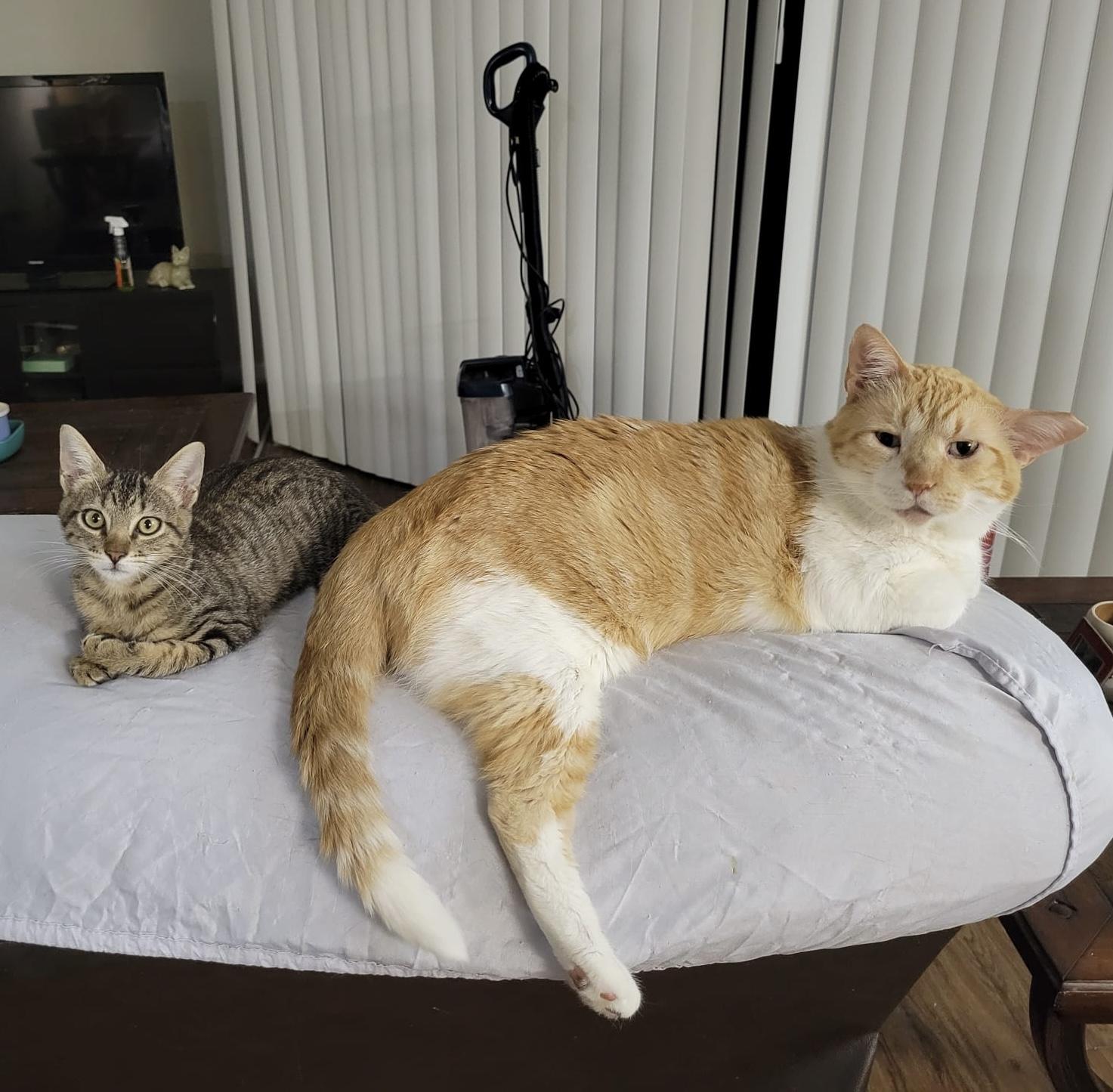 Vino - Fun kitten, big fan of other cats!