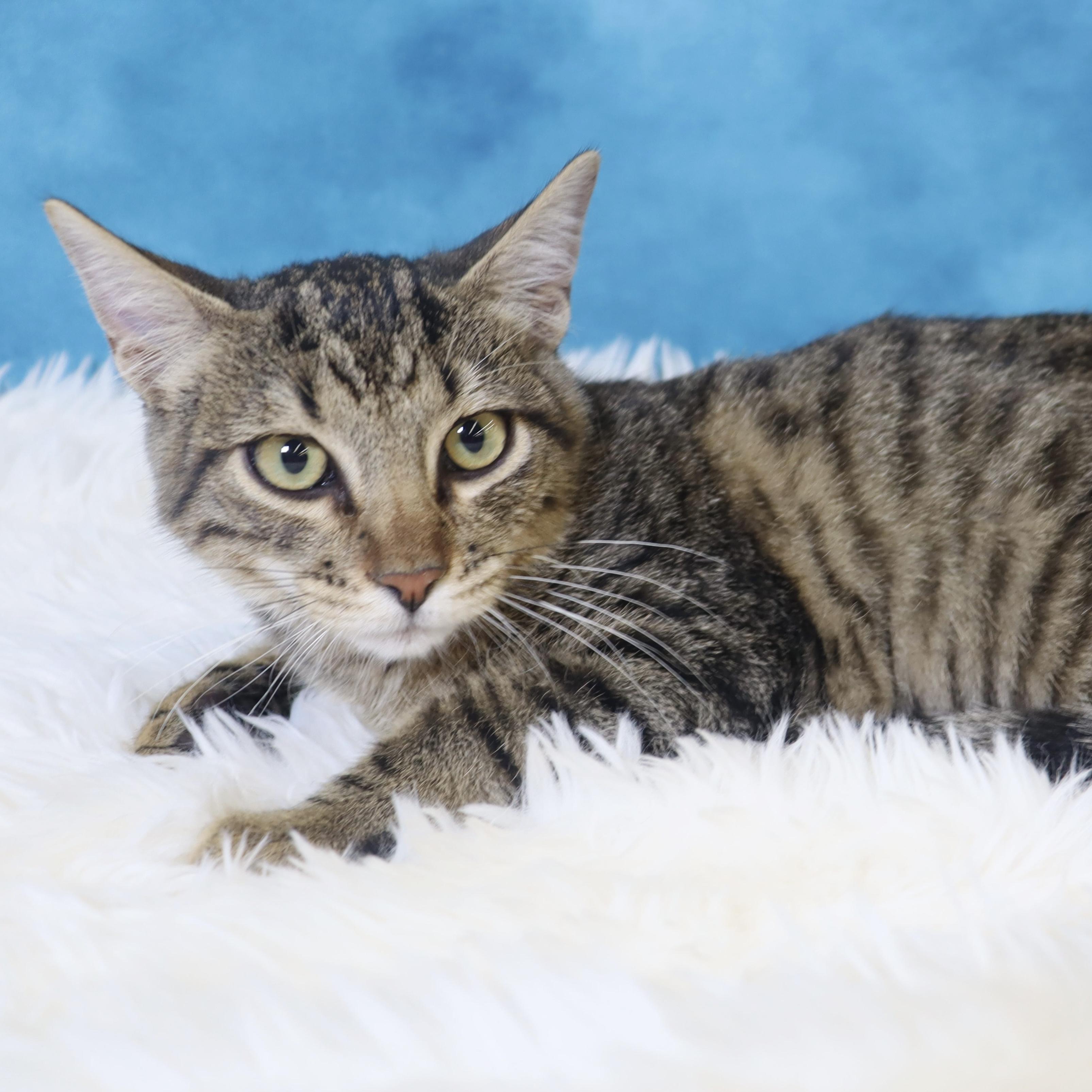 Vino - Fun kitten, big fan of other cats!, Adoptable, Kitten Male Domestic Short Hair.