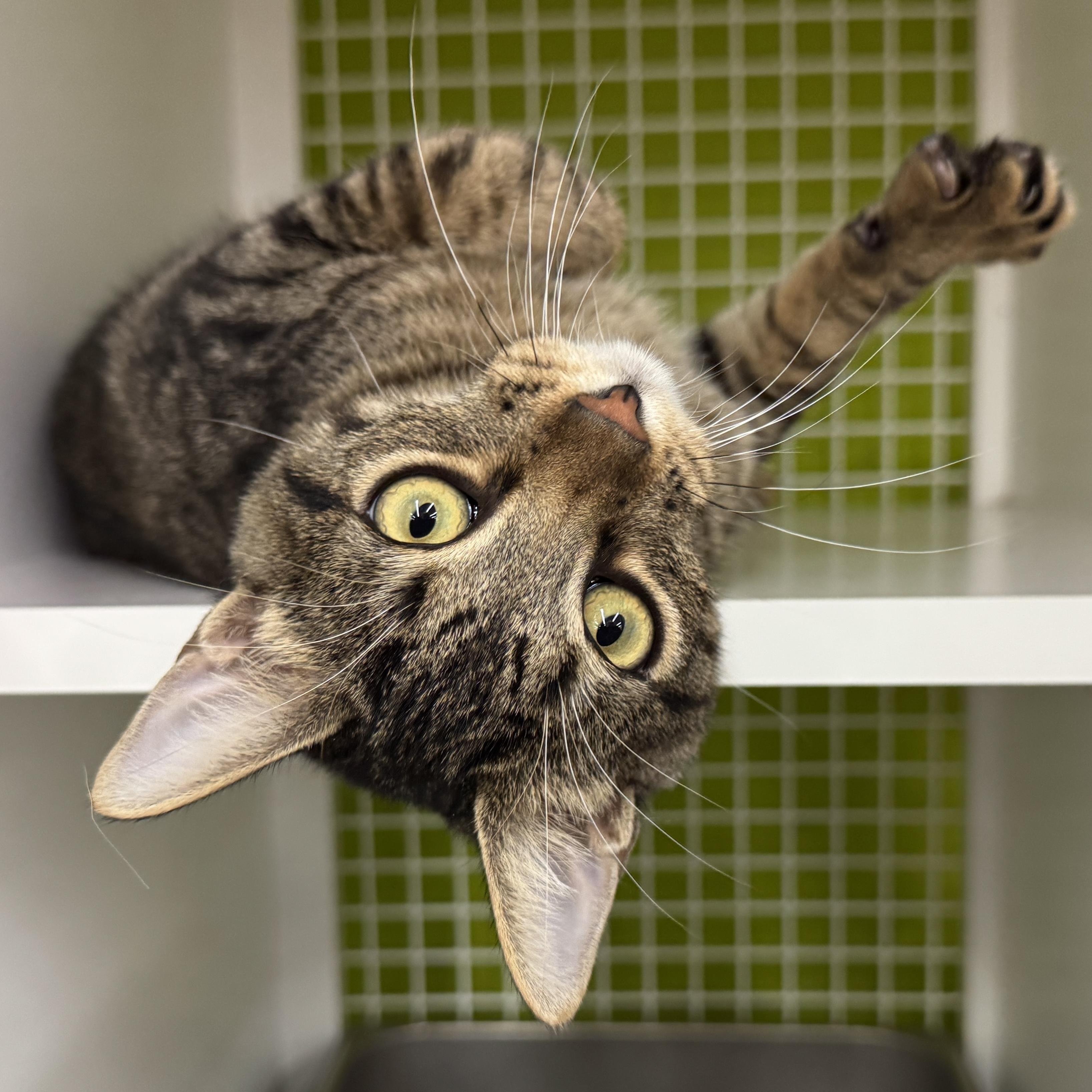 Enlarge Vino - Fun kitten, big fan of other cats!, a Adoptable Domestic Short Hair in League City, TX image 2/6