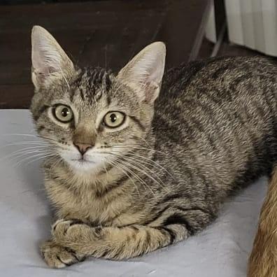 Enlarge Vino - Fun kitten, big fan of other cats!, a Adoptable Domestic Short Hair in League City, TX image 4/6