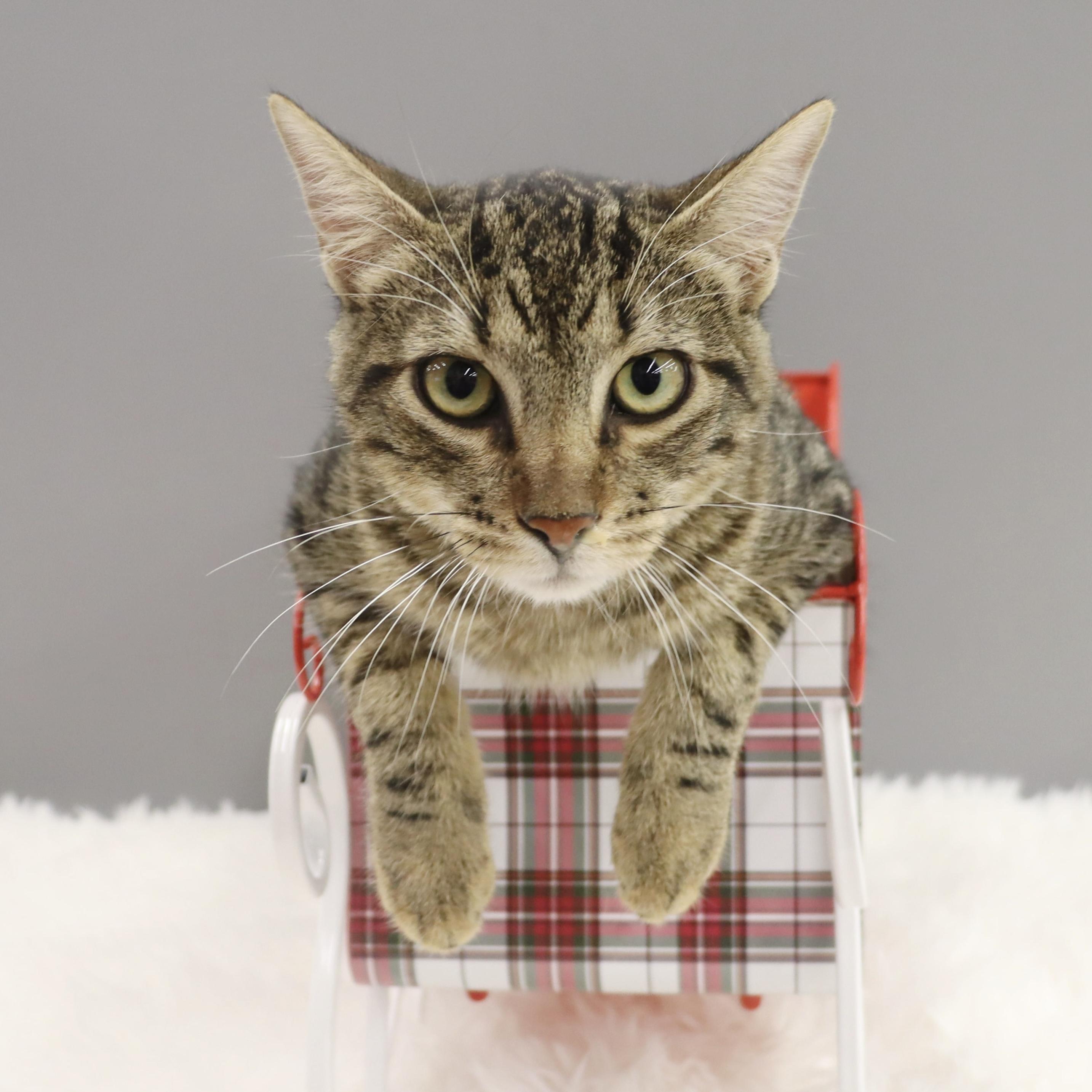 Enlarge Vino - Fun kitten, big fan of other cats!, a Adoptable Domestic Short Hair in League City, TX image 3/6