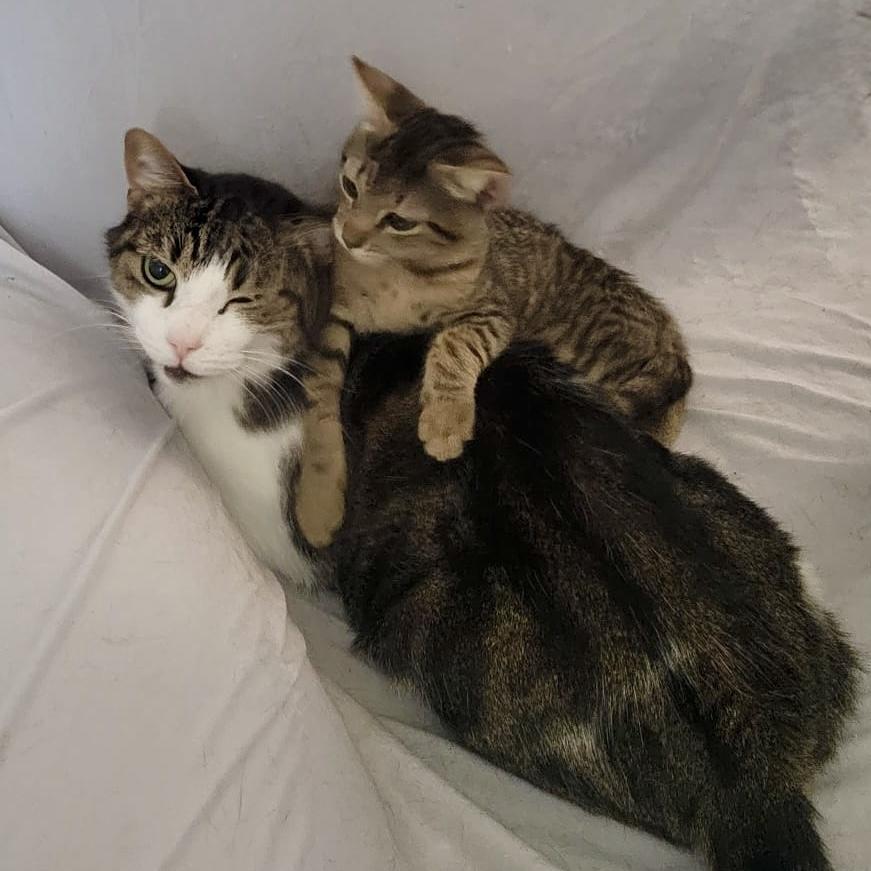 Vino - Fun kitten, big fan of other cats!