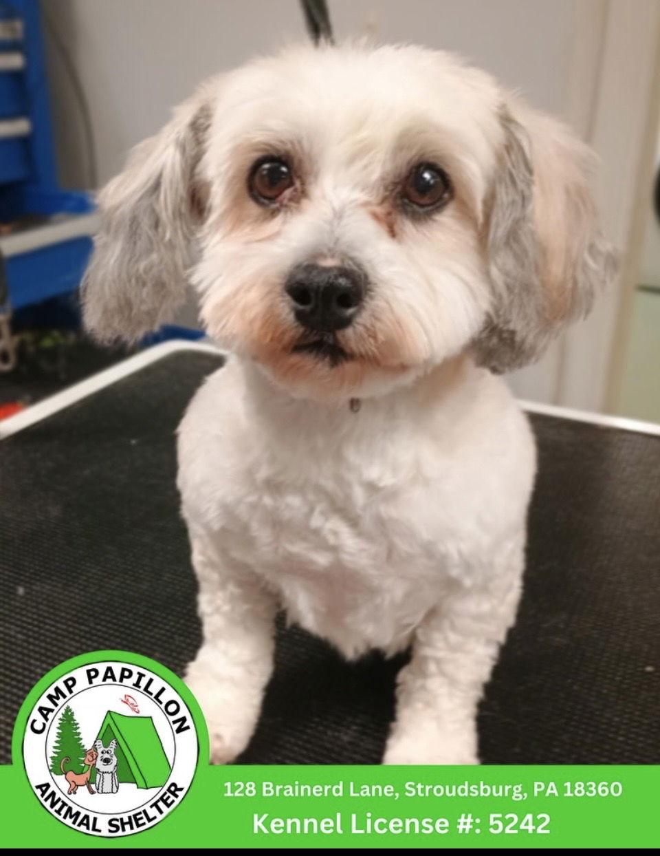 Orpha, Adoptable, Young Female Havanese.