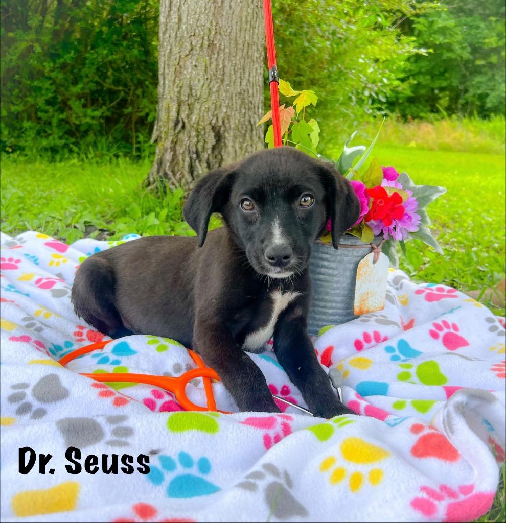 Dr. Seuss, Adoptable, Puppy Female Black Labrador Retriever.