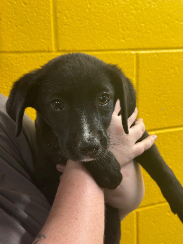 Dr. Seuss, a Adoptable mixed breed in Murray, KY image 2/2