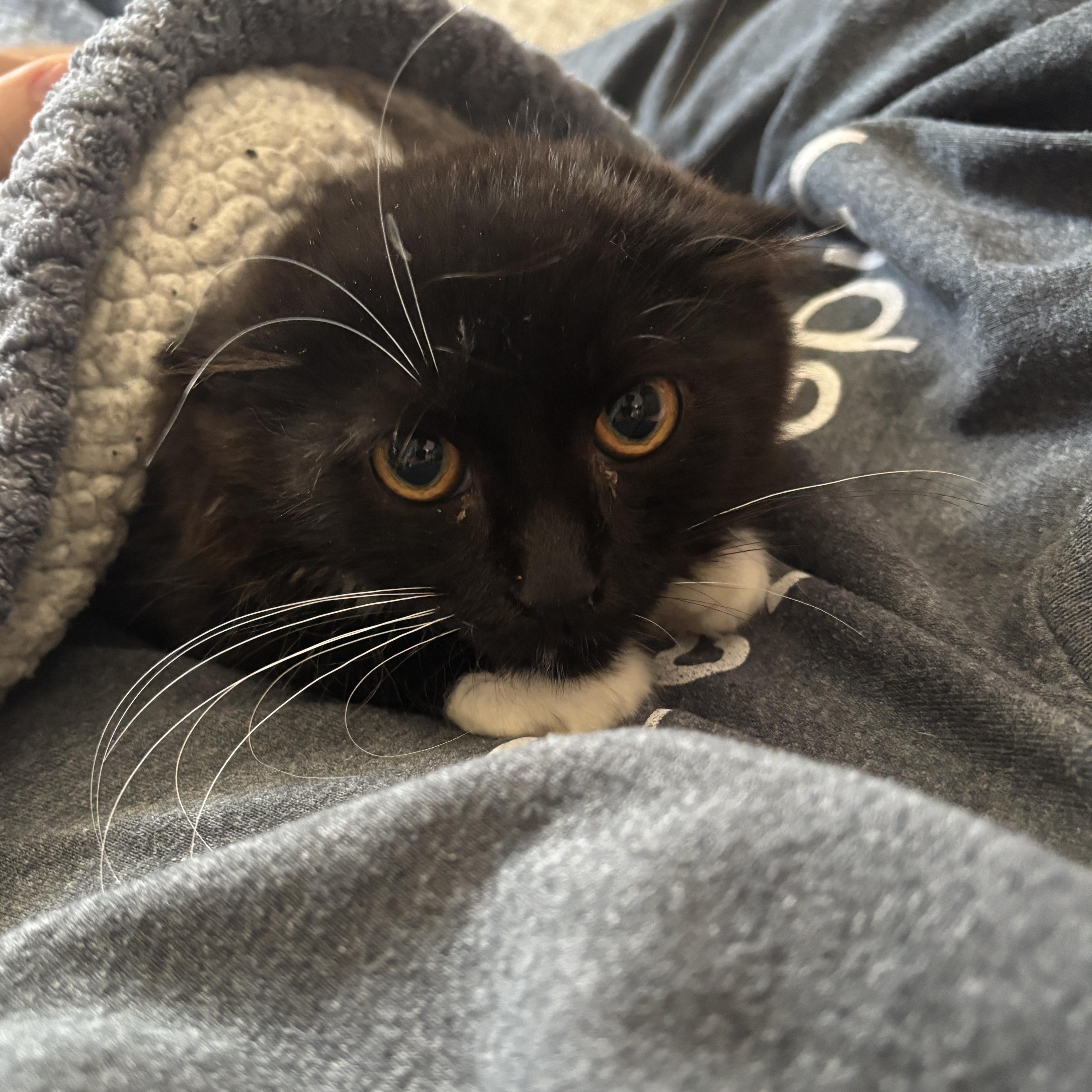 Jean Grey, Adoptable, Kitten Female Domestic Long Hair.
