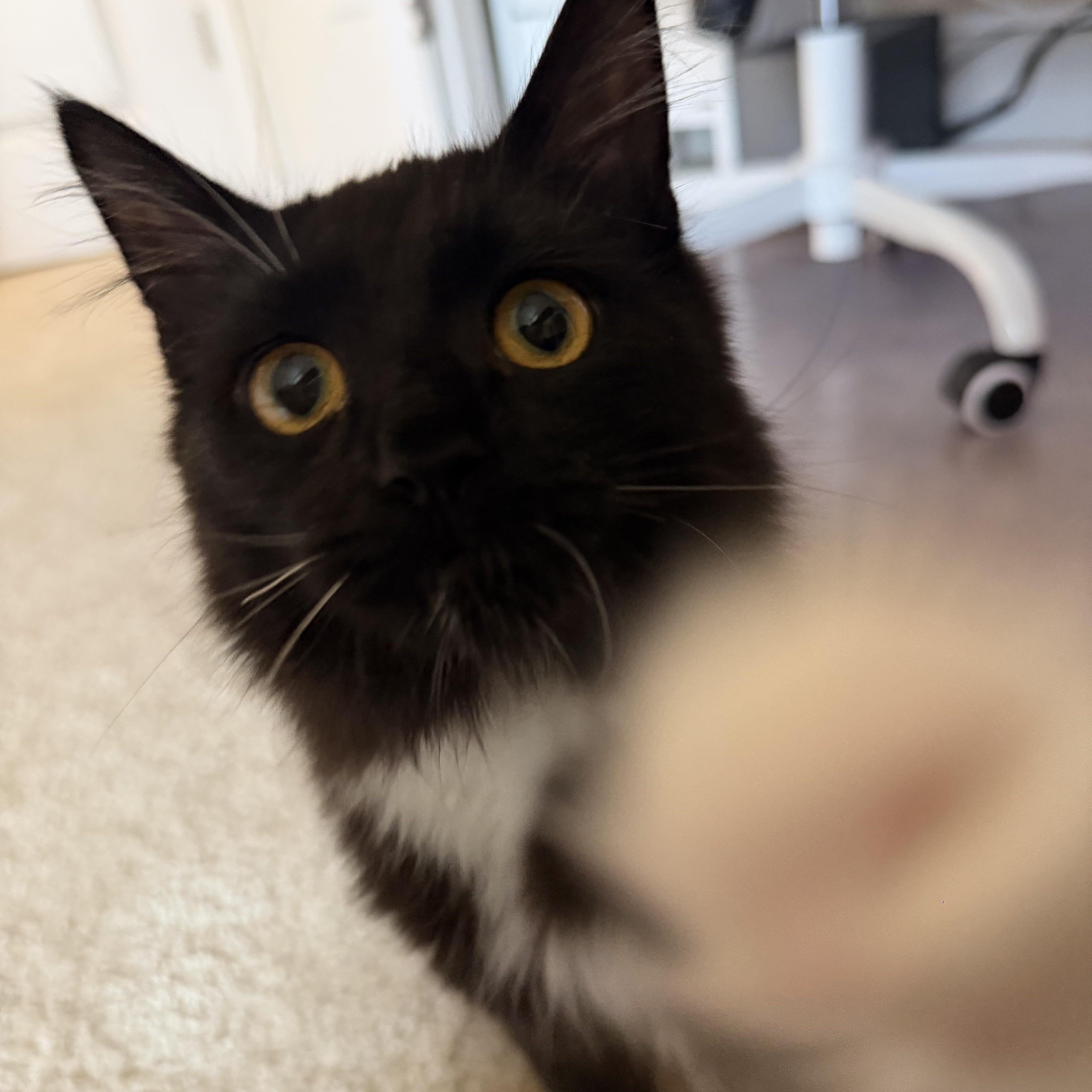 Enlarge Jean Grey, a Adopted Domestic Long Hair in North Chesterfield, VA image 2/4