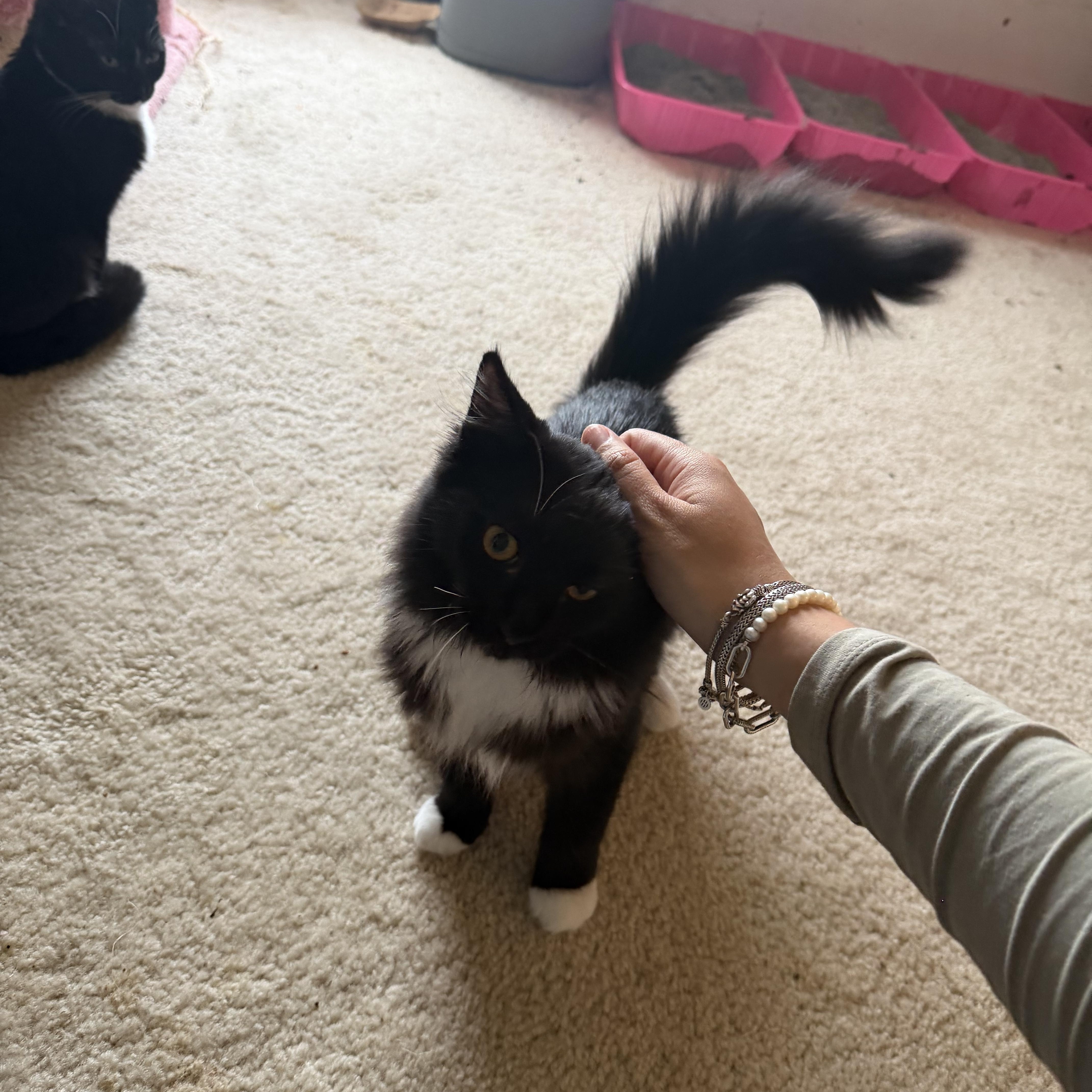 Jean Grey, Adopted, Kitten Female Domestic Long Hair.