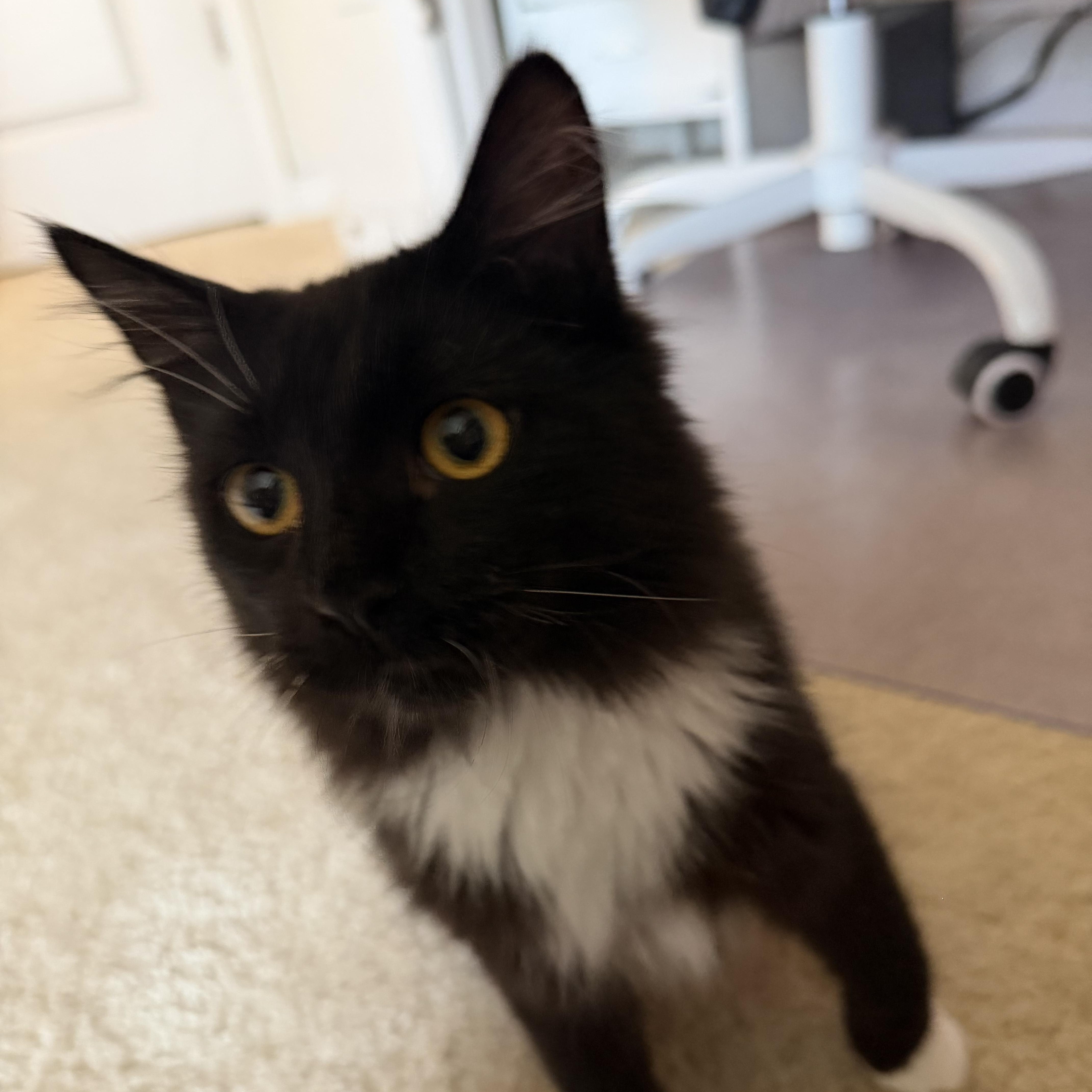 Enlarge Jean Grey, a Adopted Domestic Long Hair in North Chesterfield, VA image 3/4