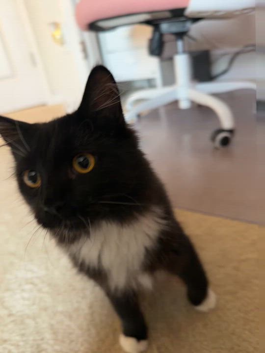 Enlarge Jean Grey, a Adopted Domestic Long Hair in North Chesterfield, VA video 4/4