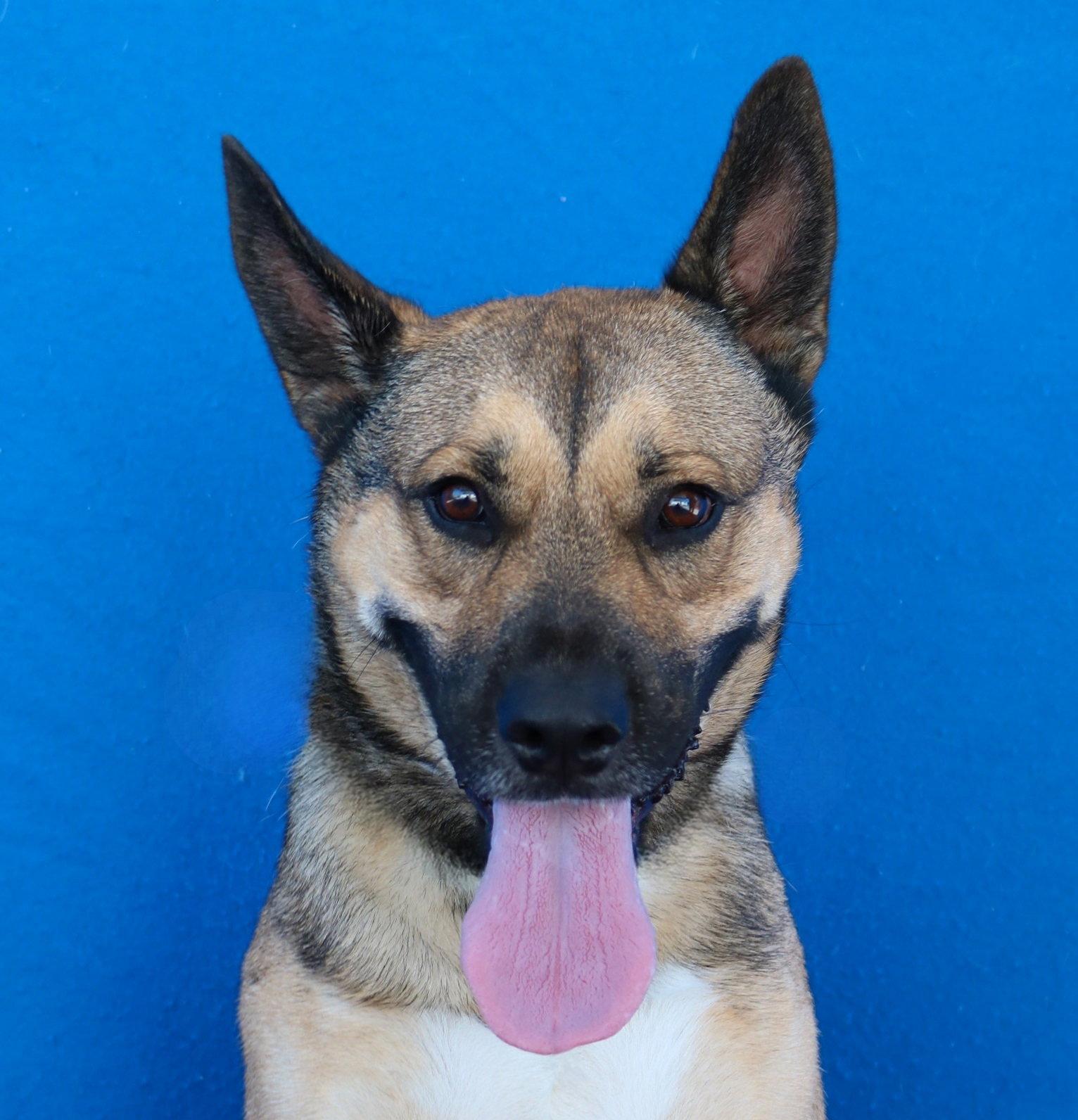 BUDDY, Adoptable, Young Male German Shepherd Dog.