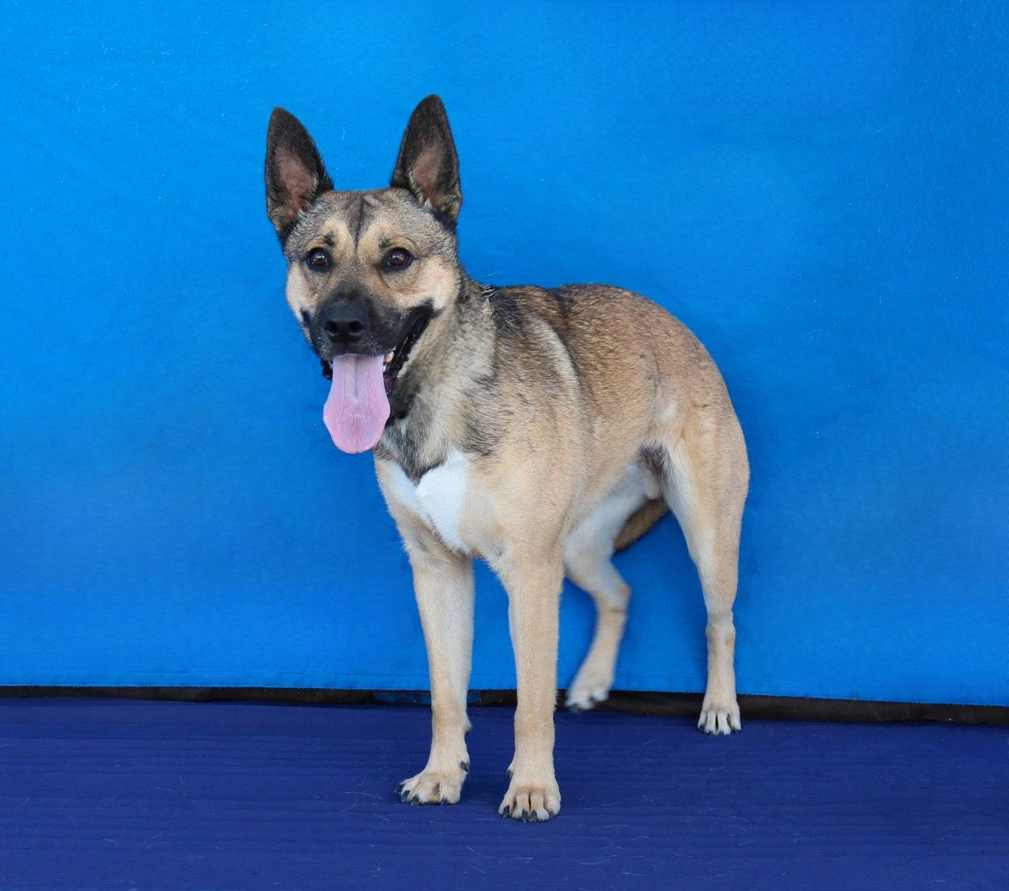 Enlarge BUDDY, a Adoptable German Shepherd Dog in Pasadena, CA image 2/2