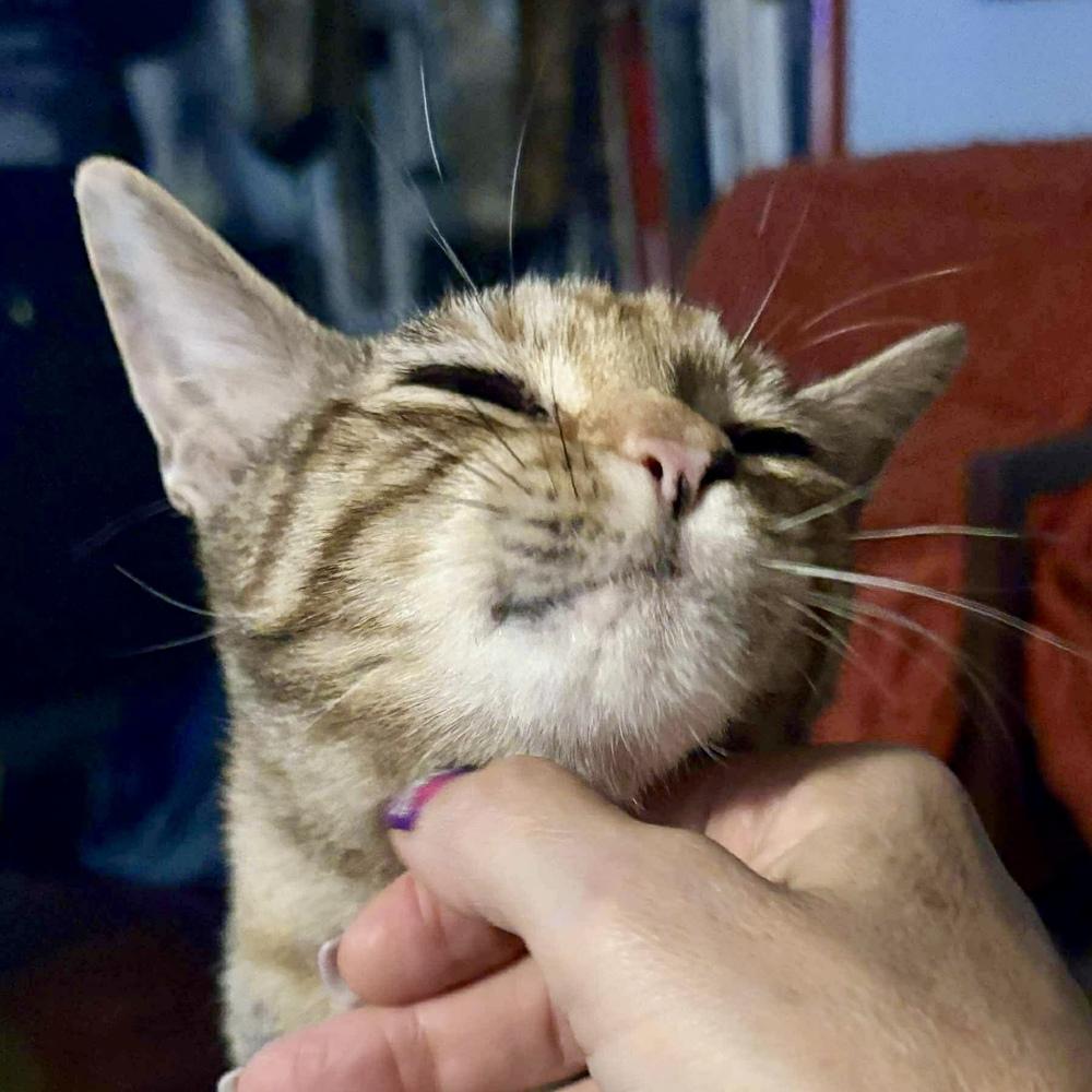 Matilda 1 — thumbnail 2