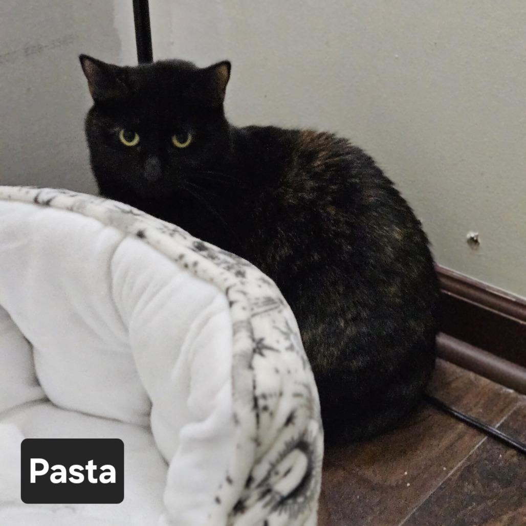 Enlarge Pasta (Nessy), a Adoptable Domestic Short Hair in Nashville, TN image 1/1