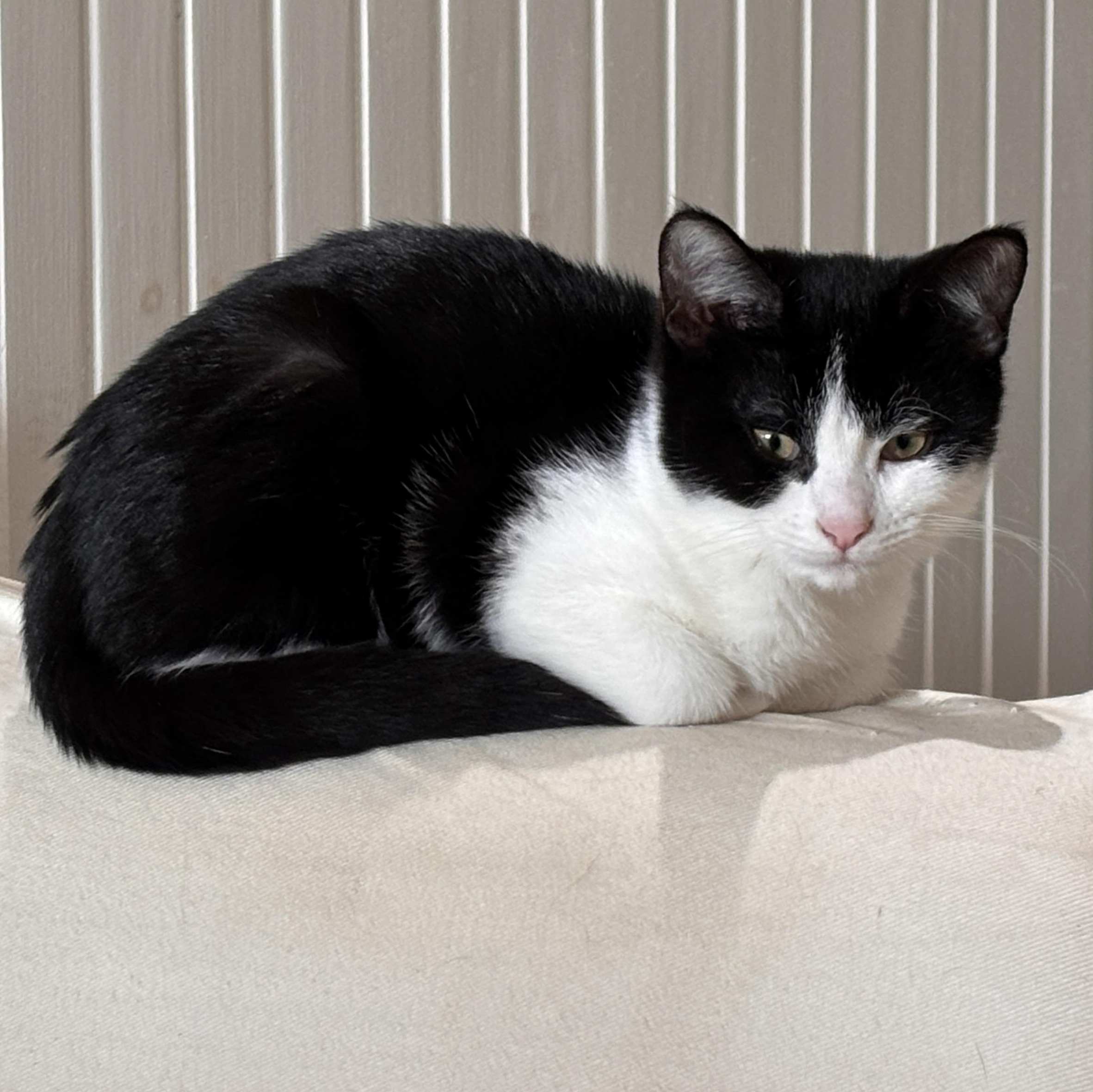 Galaxy (bonded with Sydney)