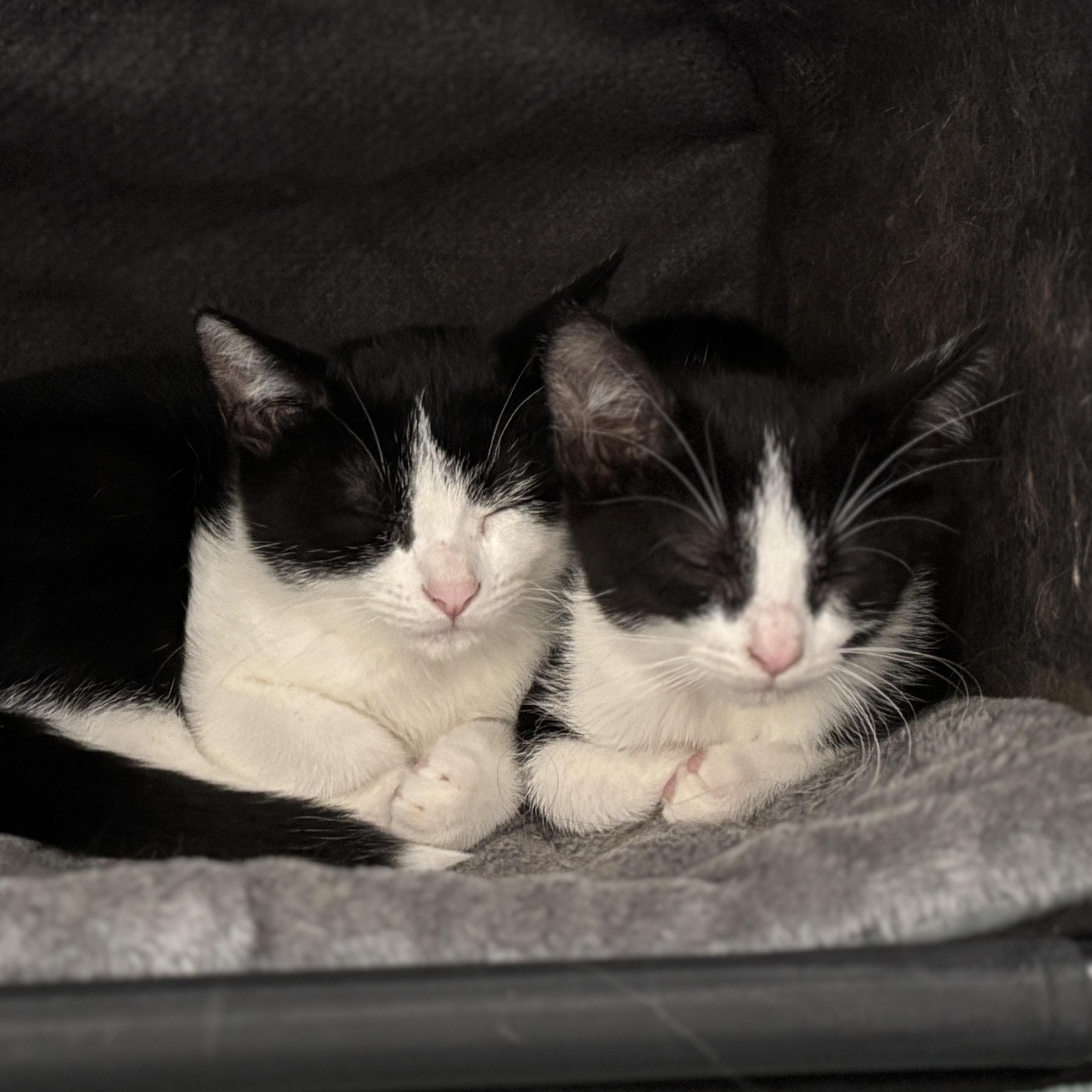 Galaxy (bonded with Sydney)