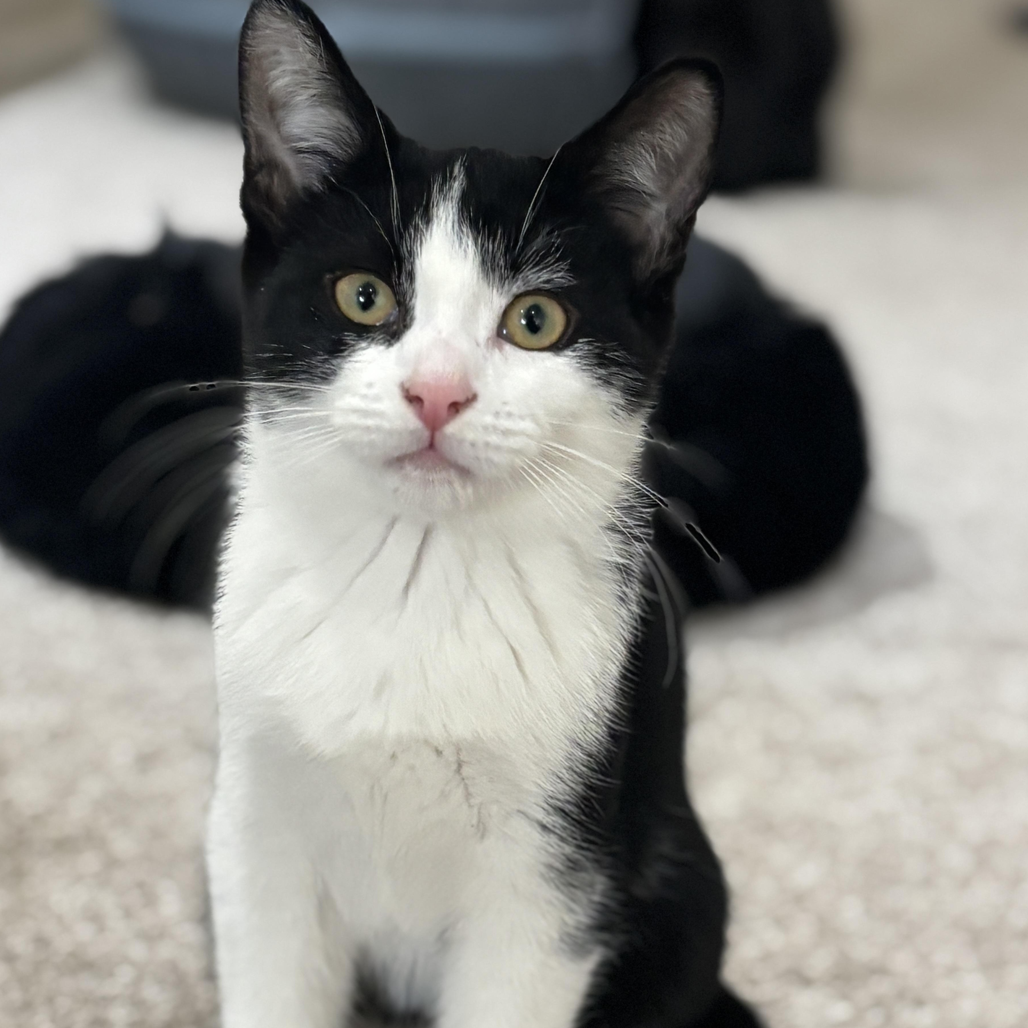 Galaxy (bonded with Sydney)