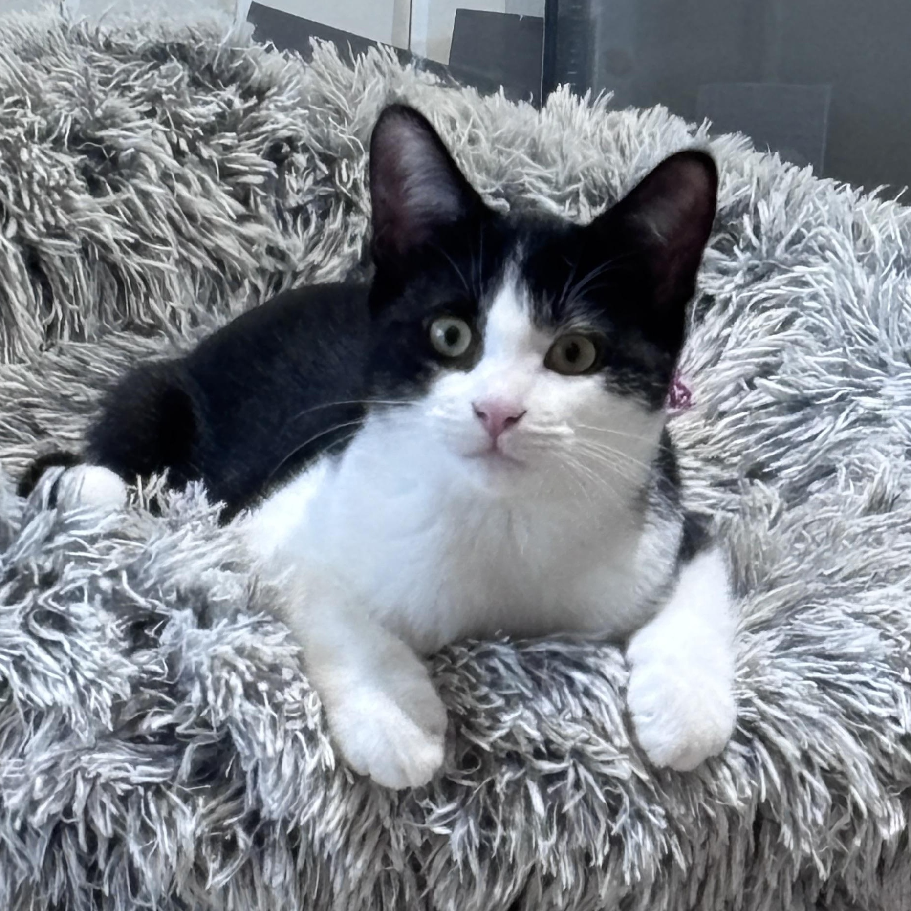 Galaxy (bonded with Sydney)