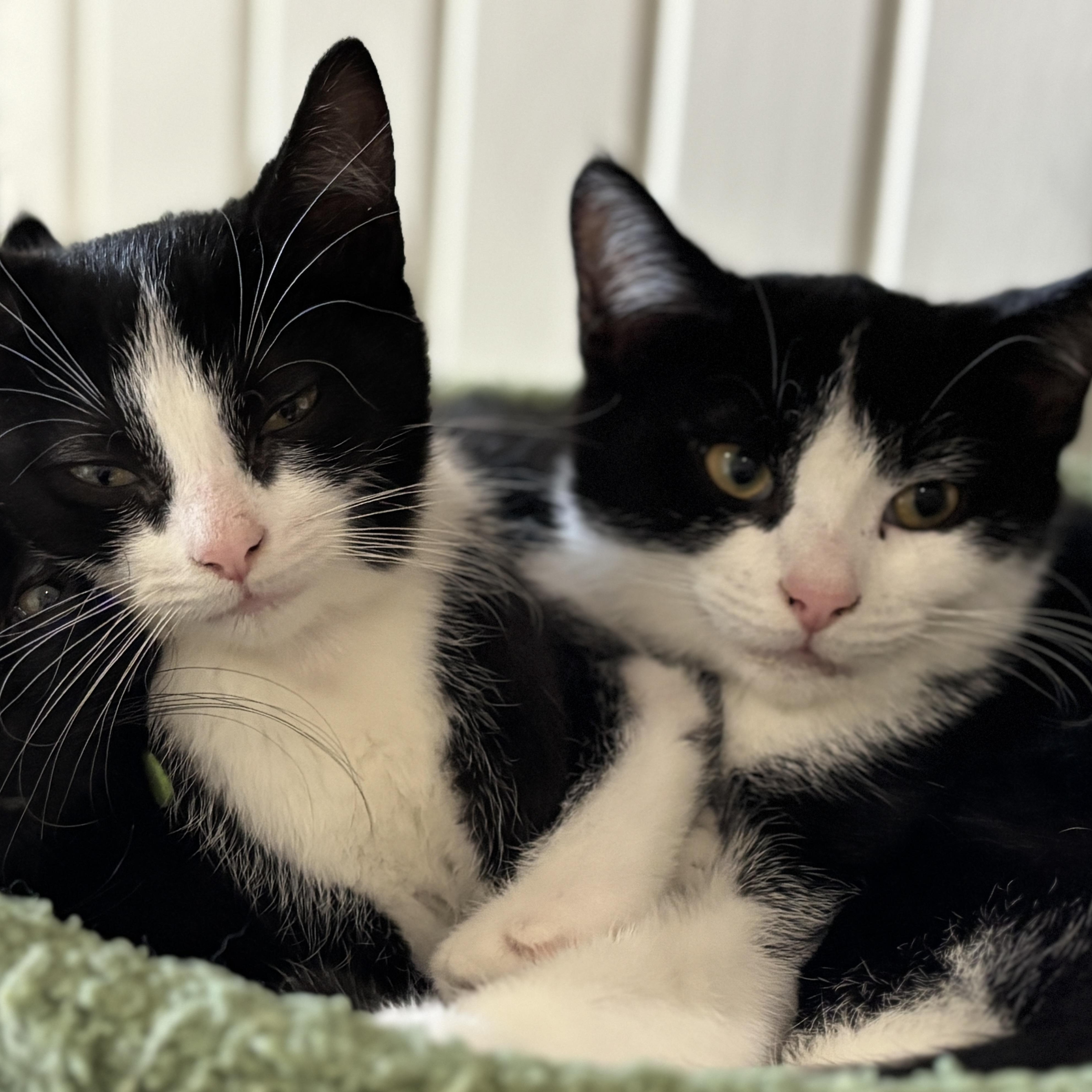 Galaxy (bonded with Sydney)