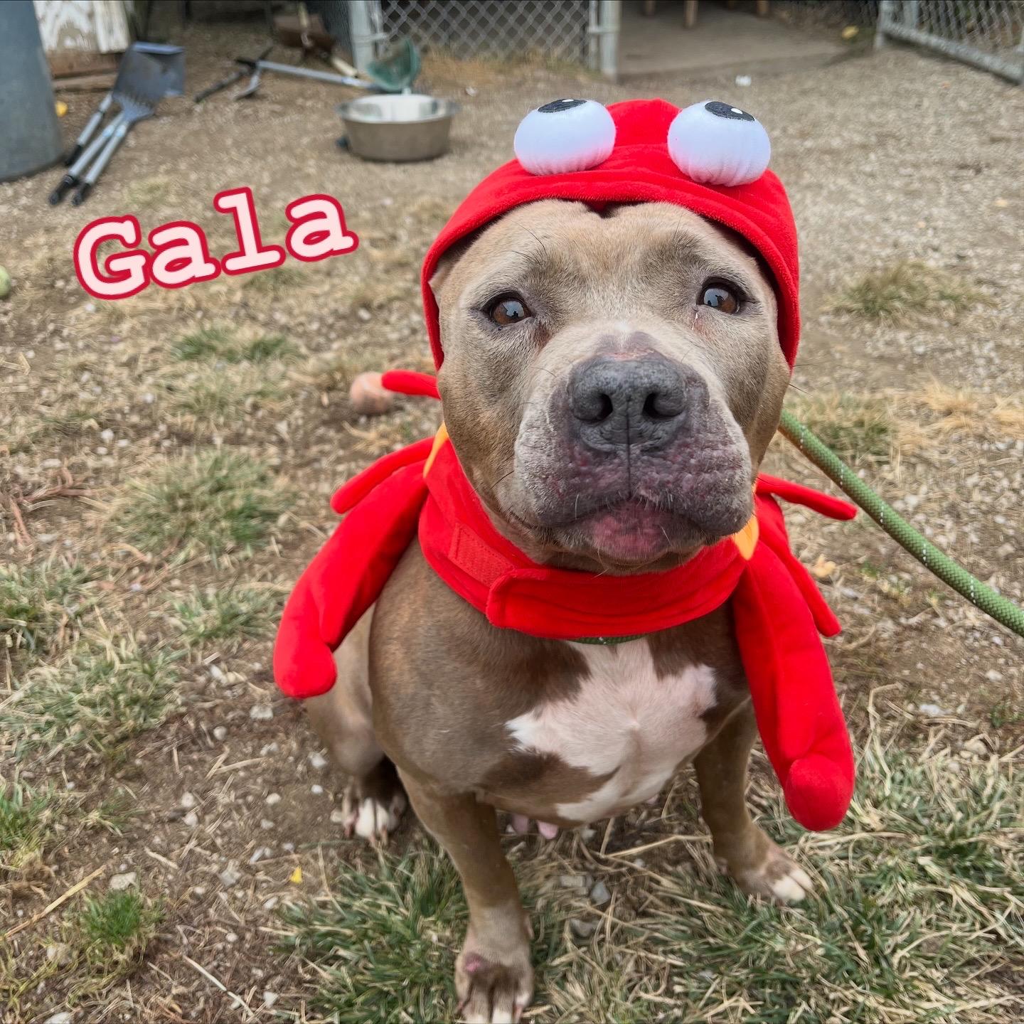 Gala, Adoptable, Adult Female Terrier.