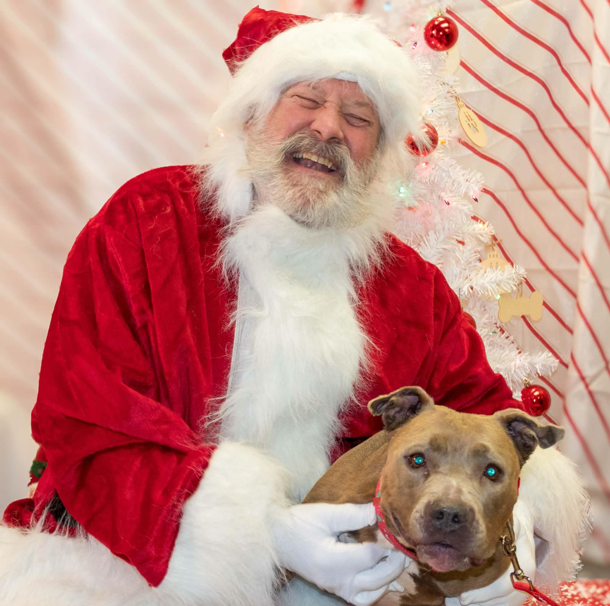 Enlarge Gala, a Adoptable mixed breed in Muncie, IN image 2/6