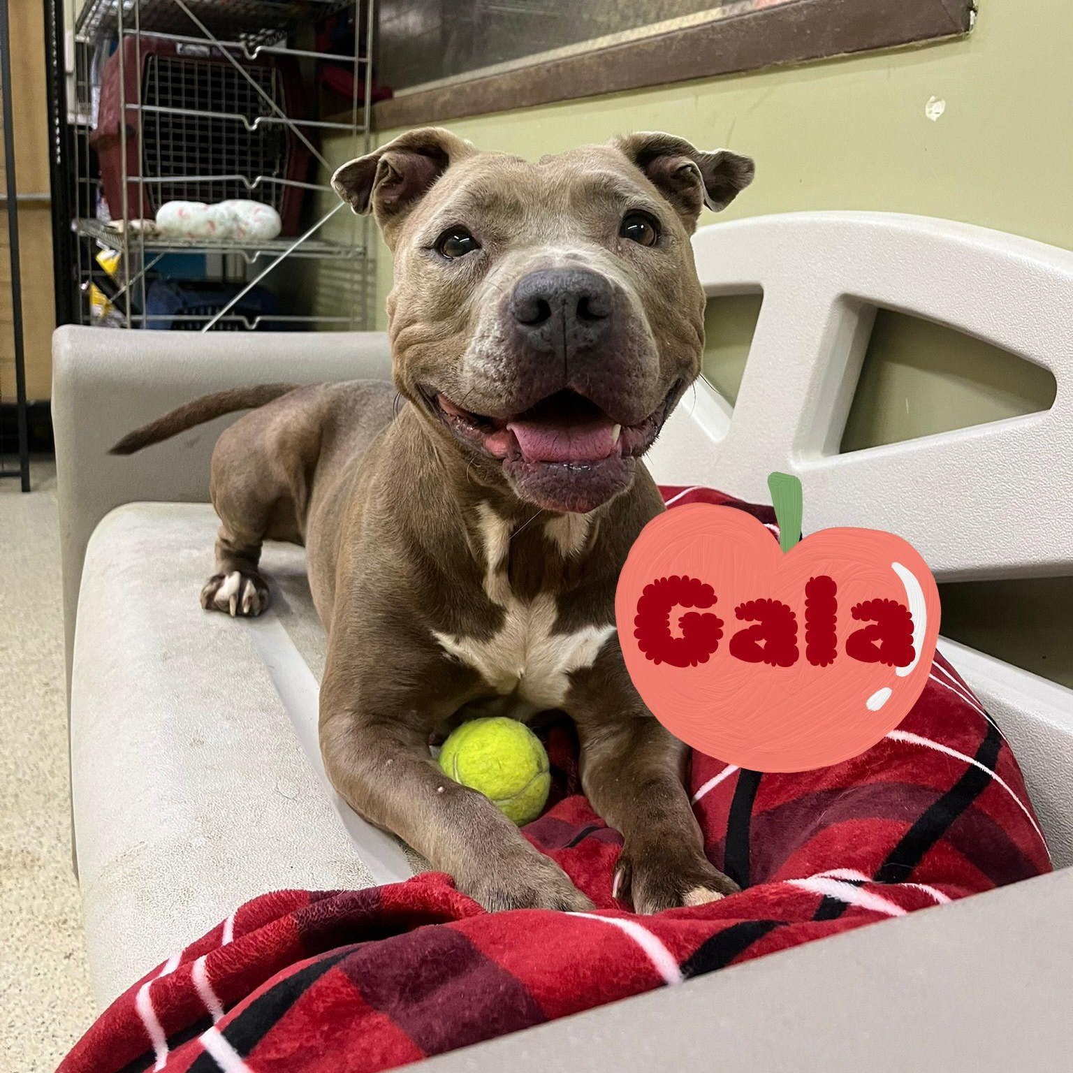 Gala, Adoptable, Adult Female Terrier.