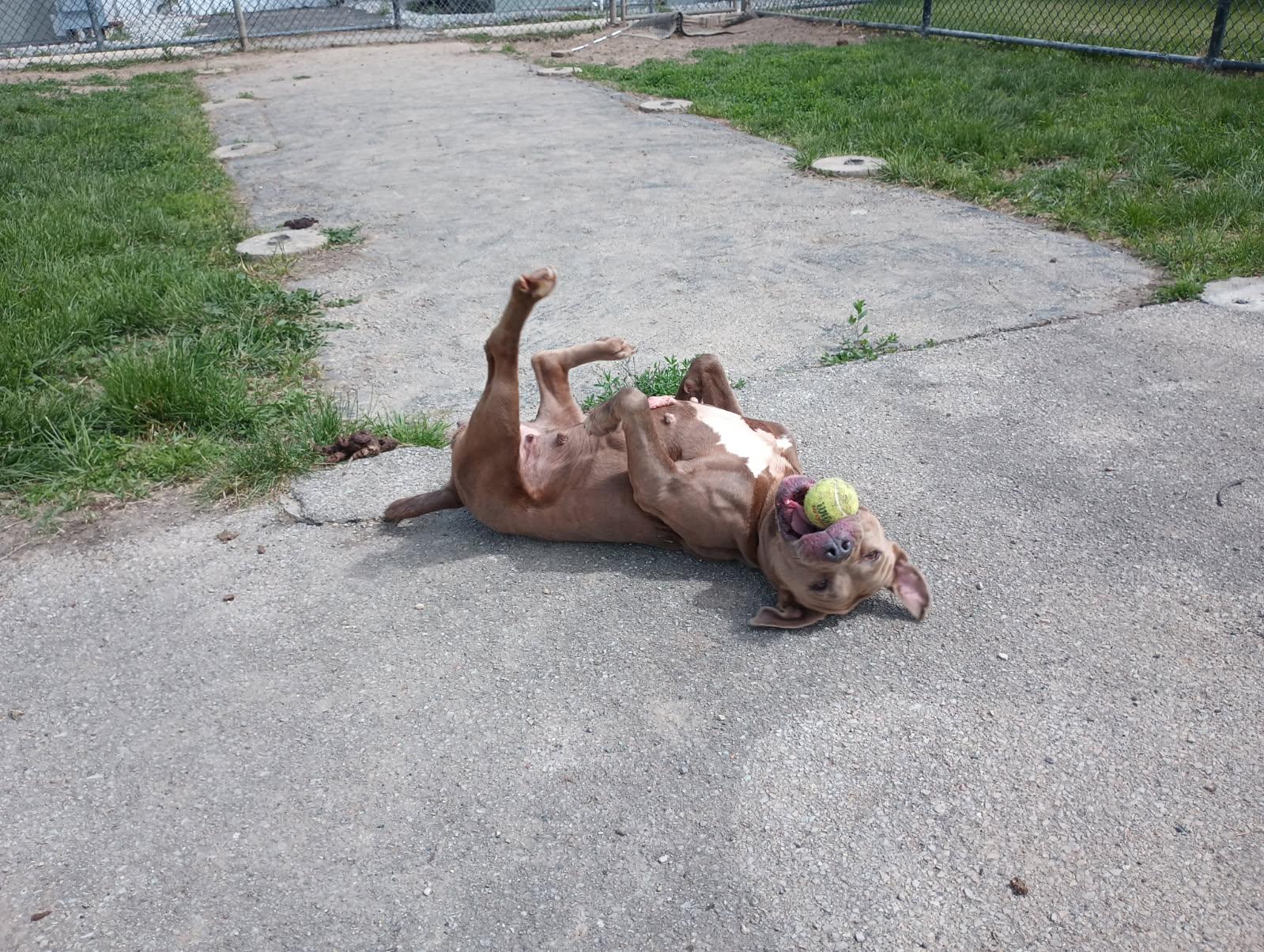 Enlarge Gala, a Adoptable mixed breed in Muncie, IN image 5/6