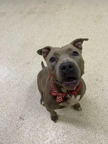 Enlarge Gala, a Adoptable mixed breed in Muncie, IN image 6/6