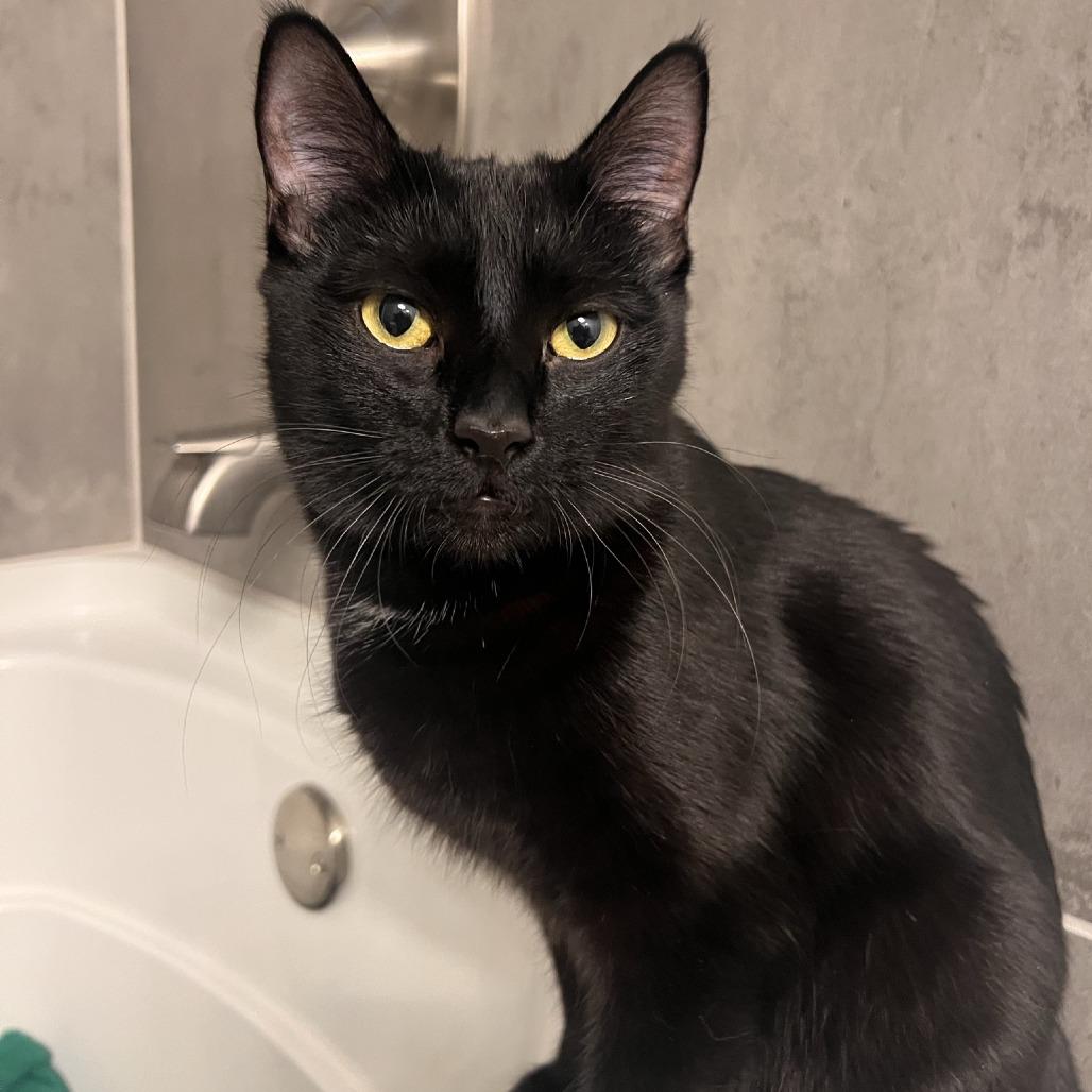 Poppy, a Adoptable Domestic Short Hair in Talent, OR image 1/3