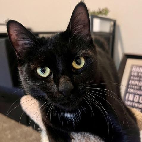 Poppy, a Adoptable Domestic Short Hair in Talent, OR image 2/6